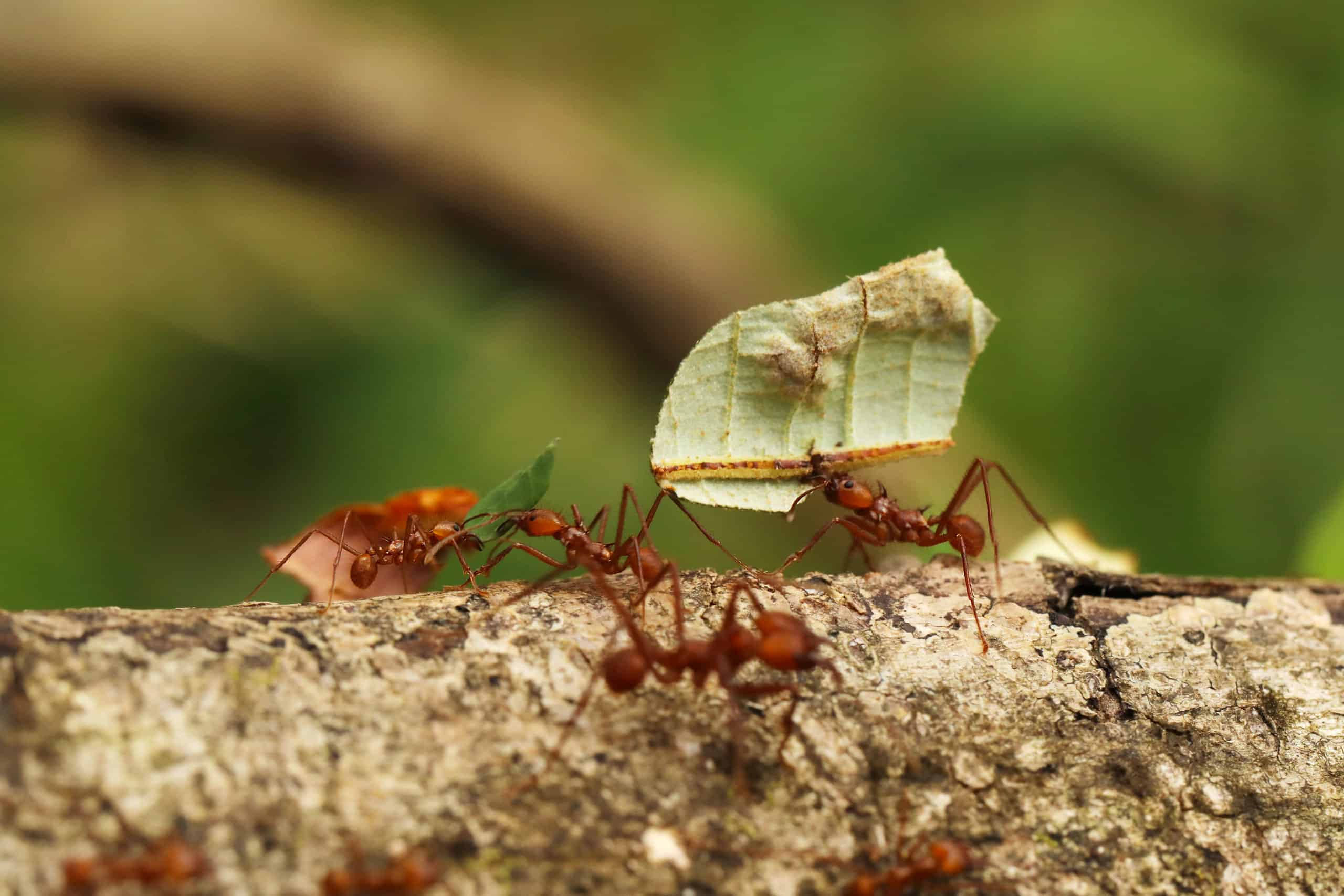 red ants, small leaf, textured tree branch, 2K Desktop Wallpaper