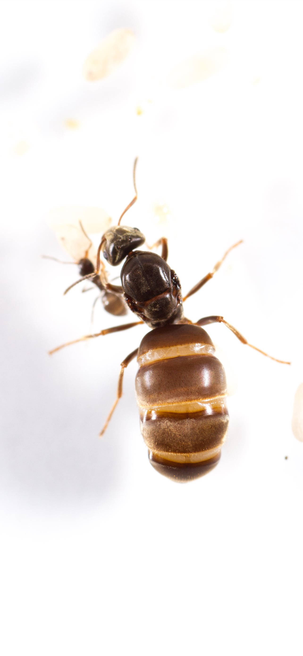 ant abdomen, brown ant, segmented abdomen, 2K Phone Wallpaper