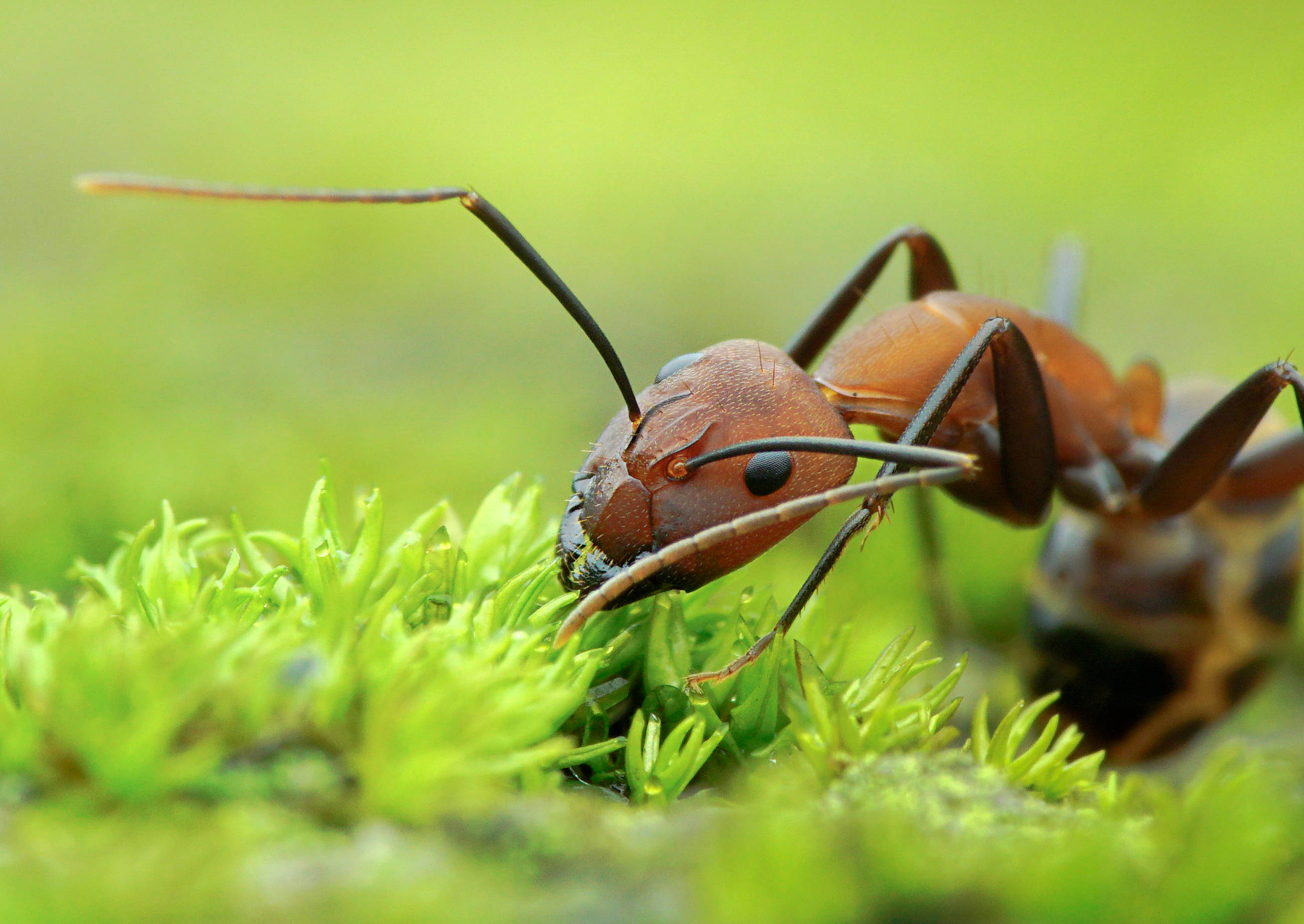 ant, reddish-brown, vibrant green moss, 2K Desktop Wallpaper