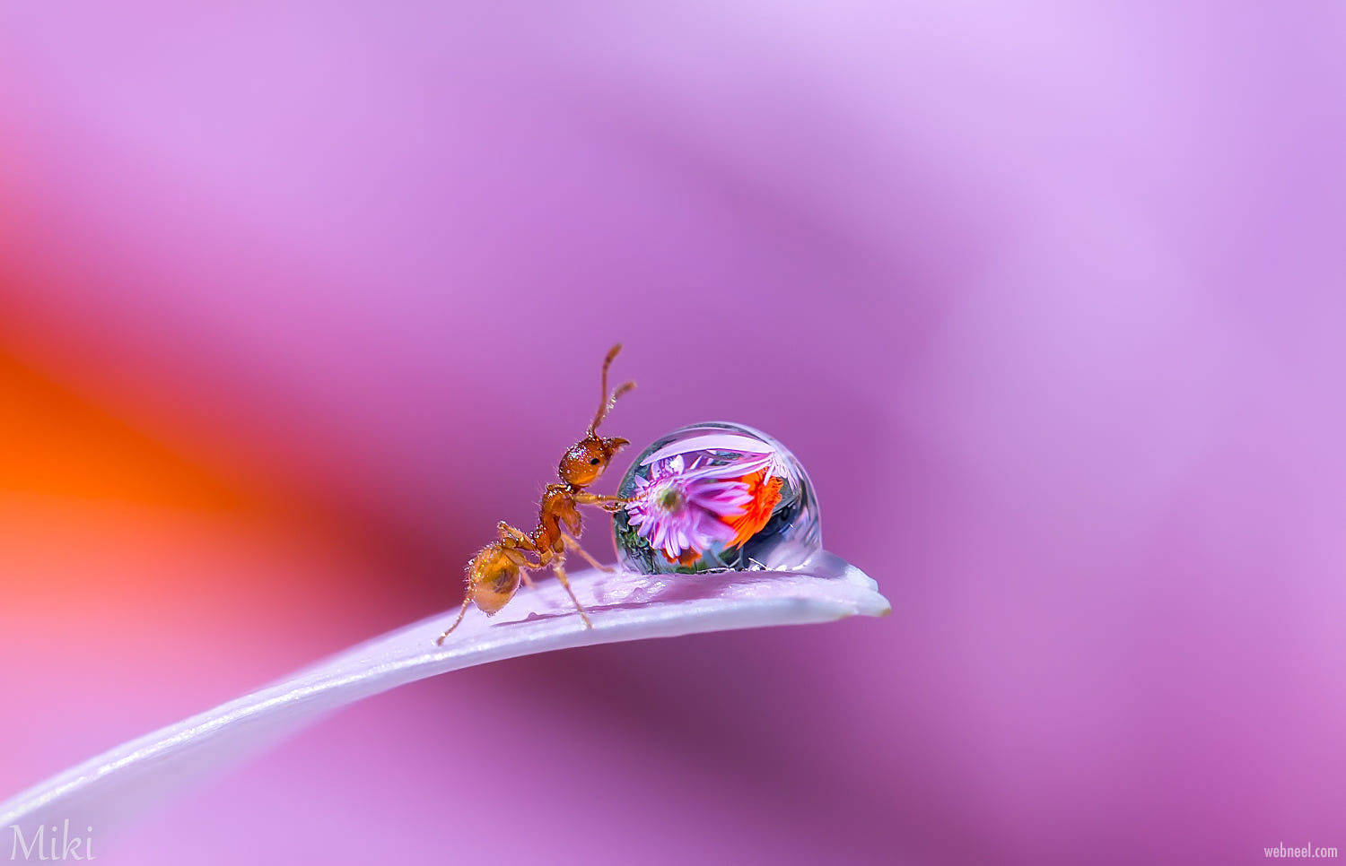 ant, dewdrop, vibrant flower, HD Desktop Wallpaper