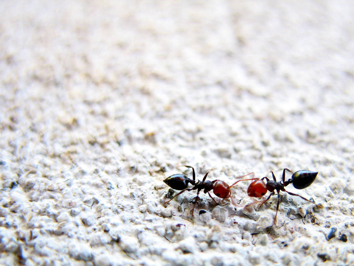 red head ant, light gray concrete, macro shot, SD Desktop Wallpaper