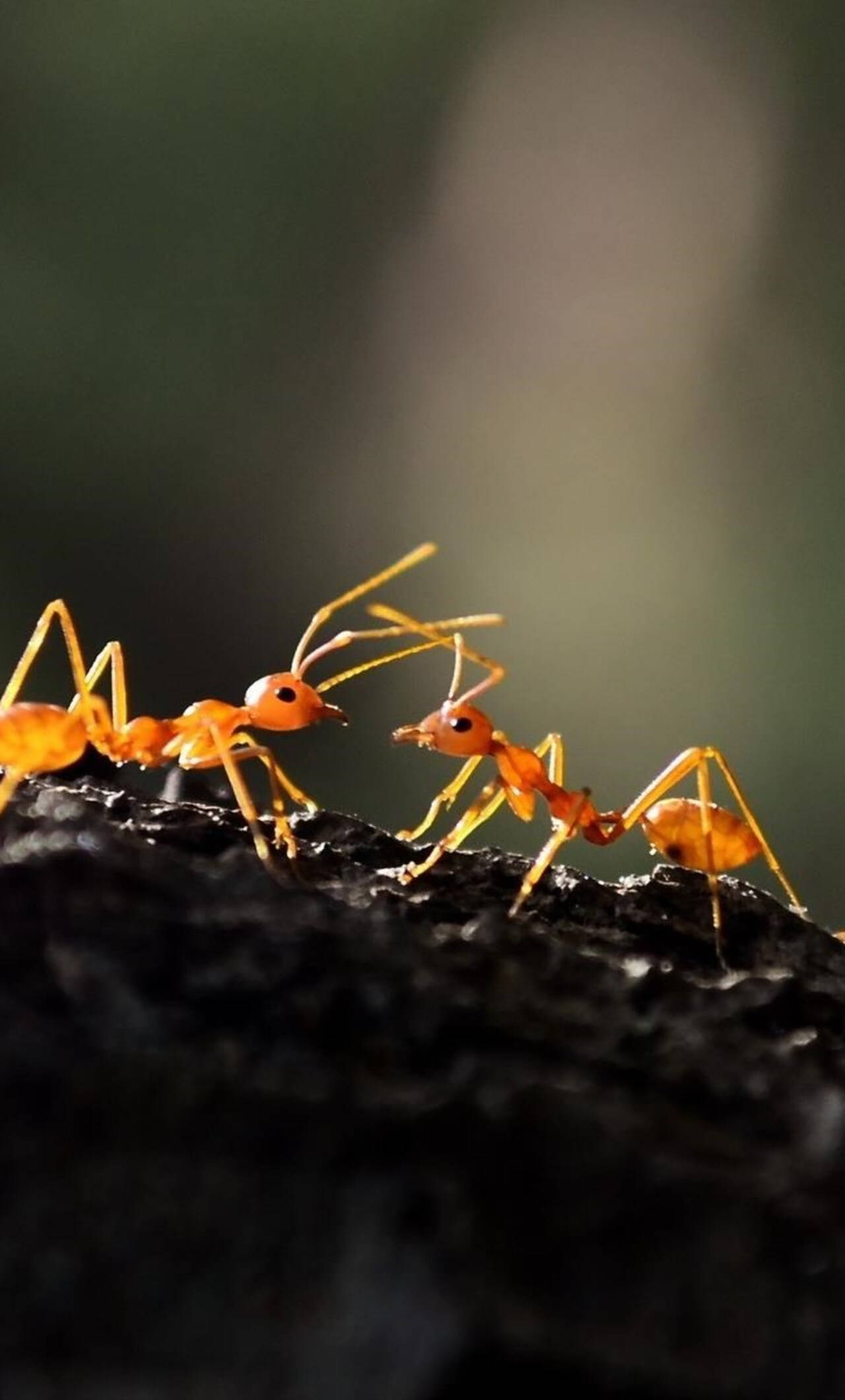 ant, vivid orange, dark textured surface, Full HD Phone Wallpaper