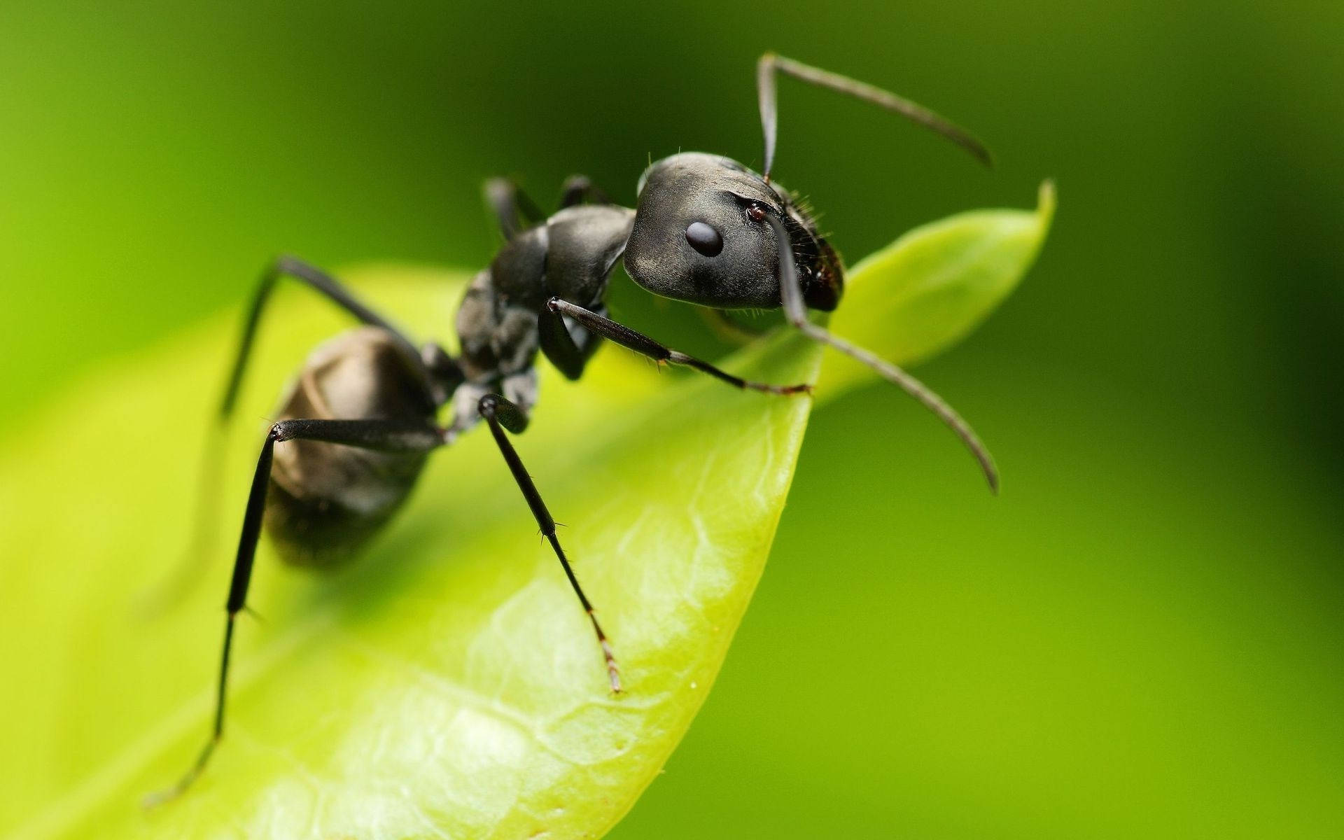 ant, green leaf, black ant, Full HD Desktop Wallpaper