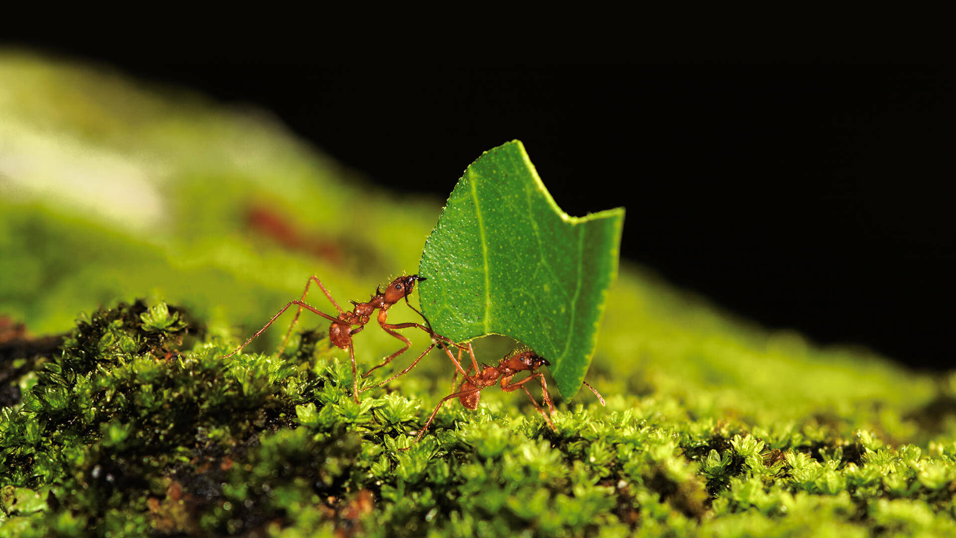 ant, red ants, vibrant green leaf, Full HD Desktop Wallpaper