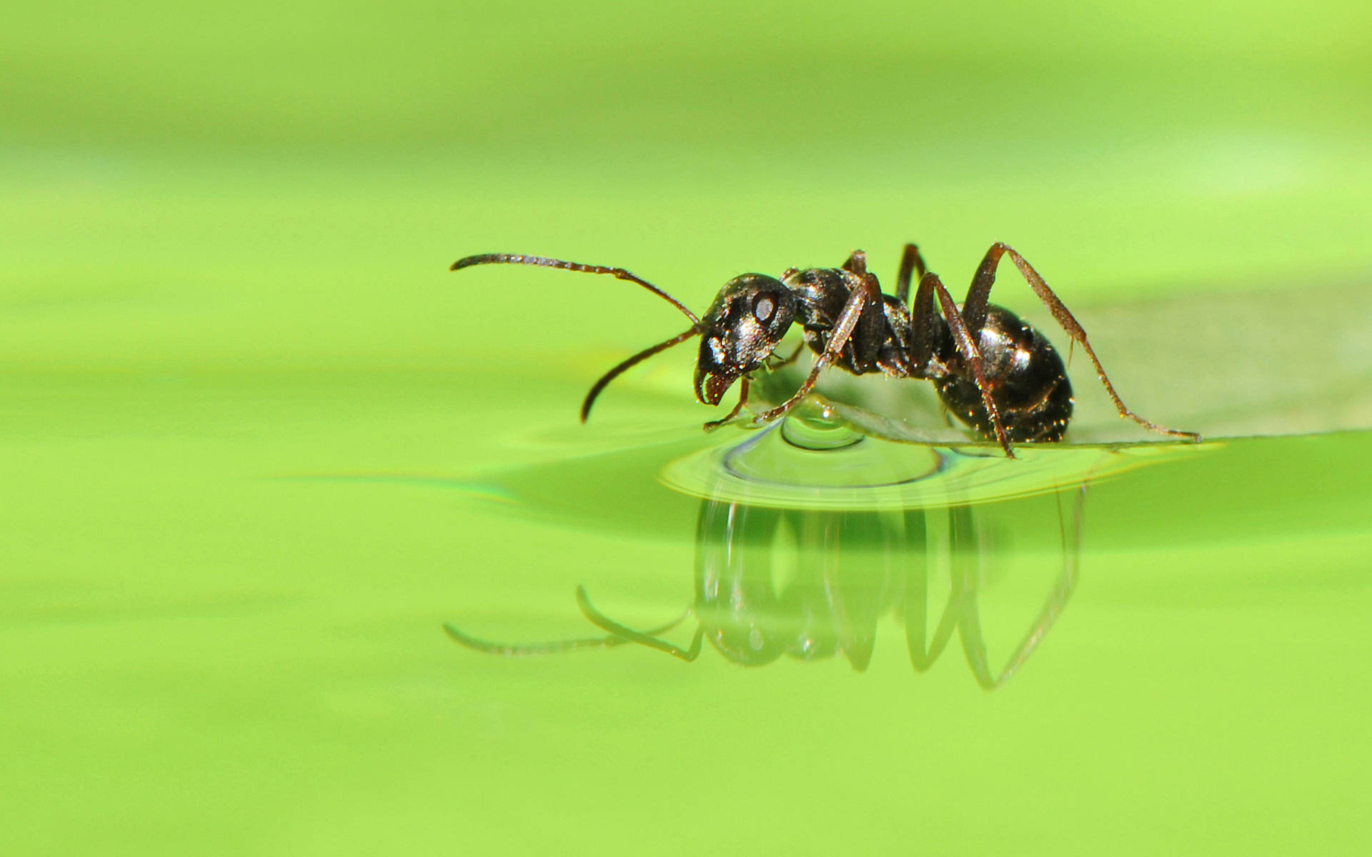 reflective ant, black ant, water droplet, Full HD Desktop Wallpaper