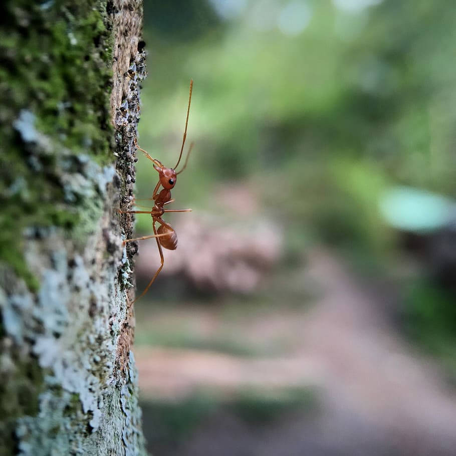 crawling ant, reddish-brown ant, mossy tree trunk, SD Desktop Wallpaper