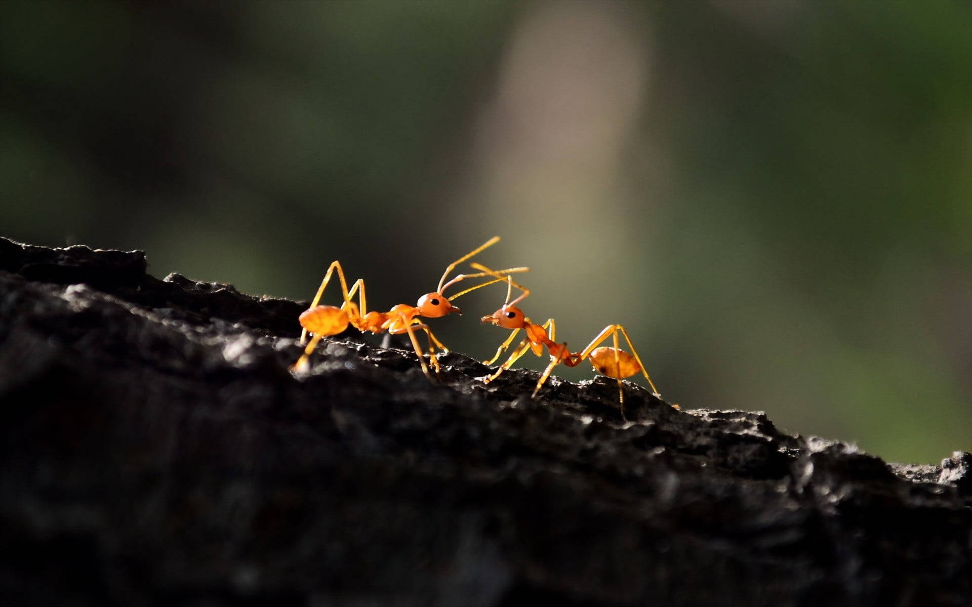 black surface ant, bright orange ants, dark textured surface, Full HD Desktop Wallpaper