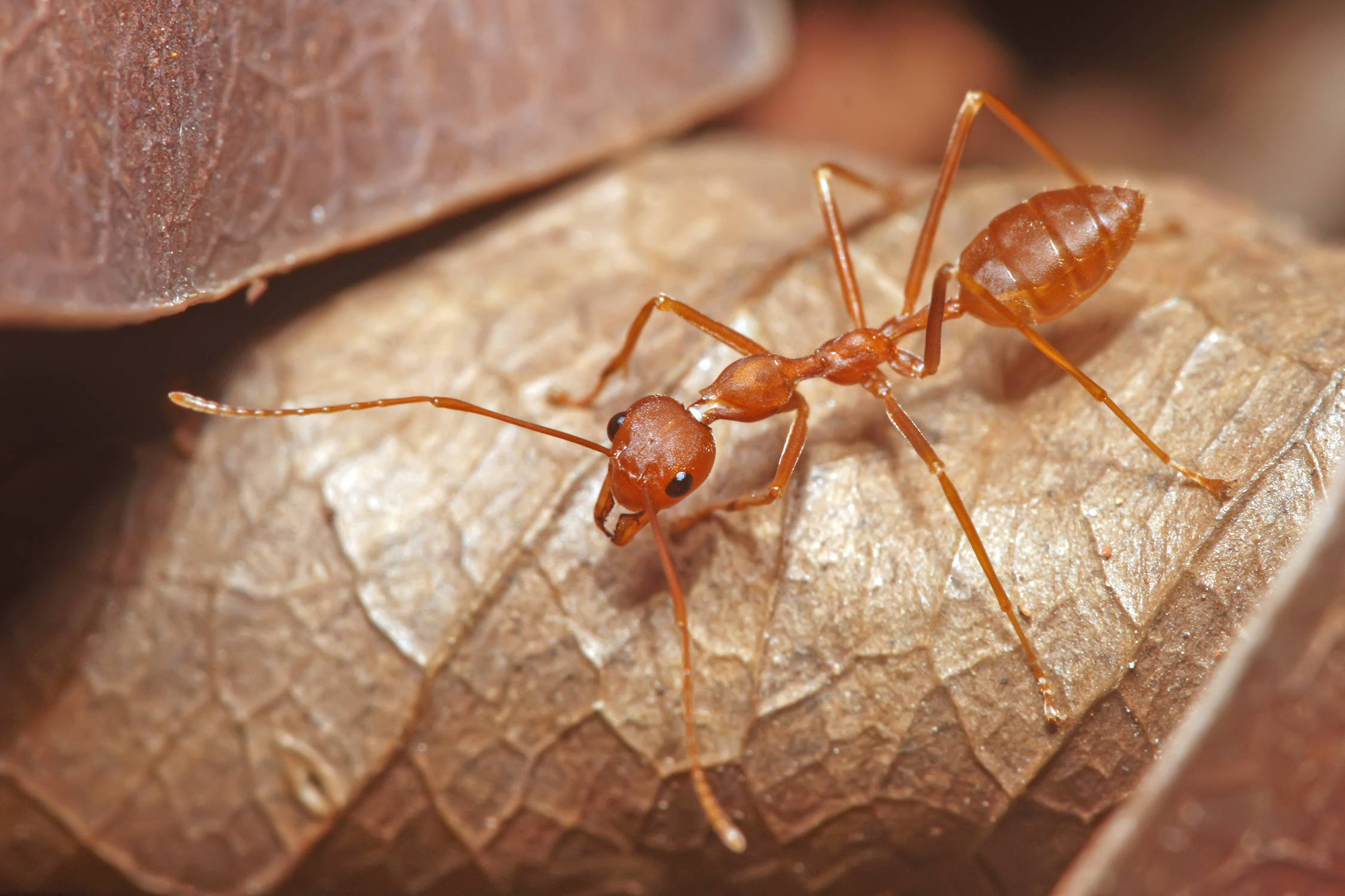 brown leaf ant, reddish-brown ant, dry leaf, Full HD Desktop Wallpaper