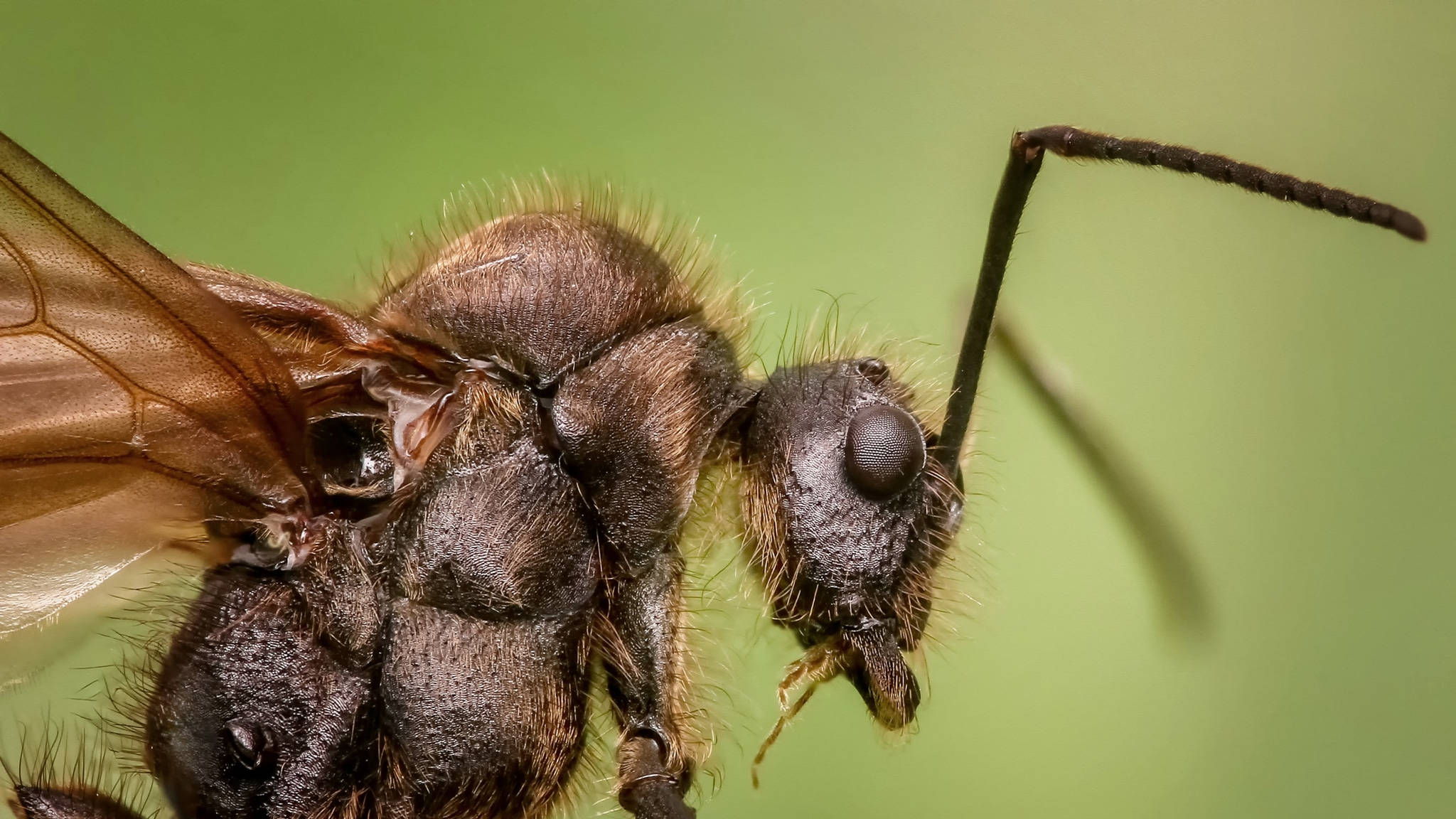 close up ant, dark brown ant, fuzzy hairs, Full HD Desktop Wallpaper