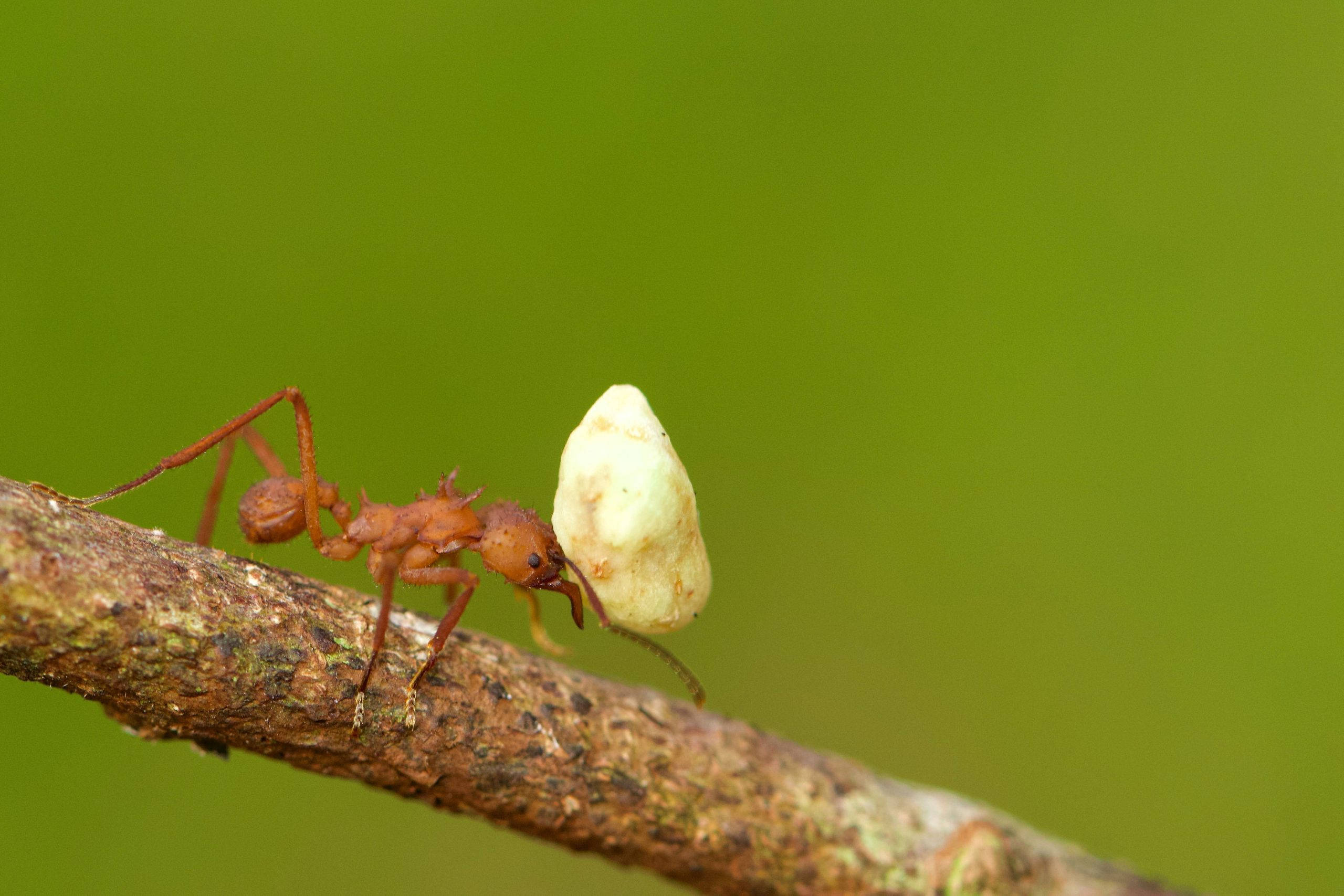 ant, reddish-brown ant, pale green seed pod, 2K Desktop Wallpaper