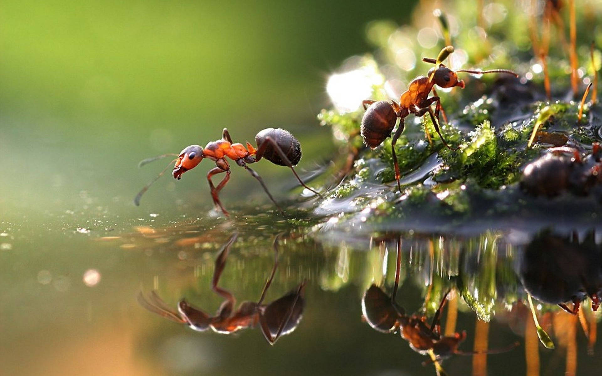 ant, red heads, black bodies, Full HD Desktop Wallpaper