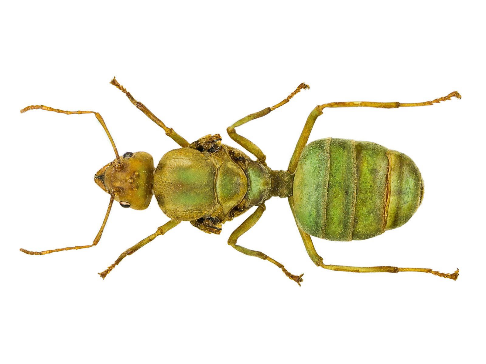 ant, greenish-yellow, segmented body, HD Desktop Wallpaper