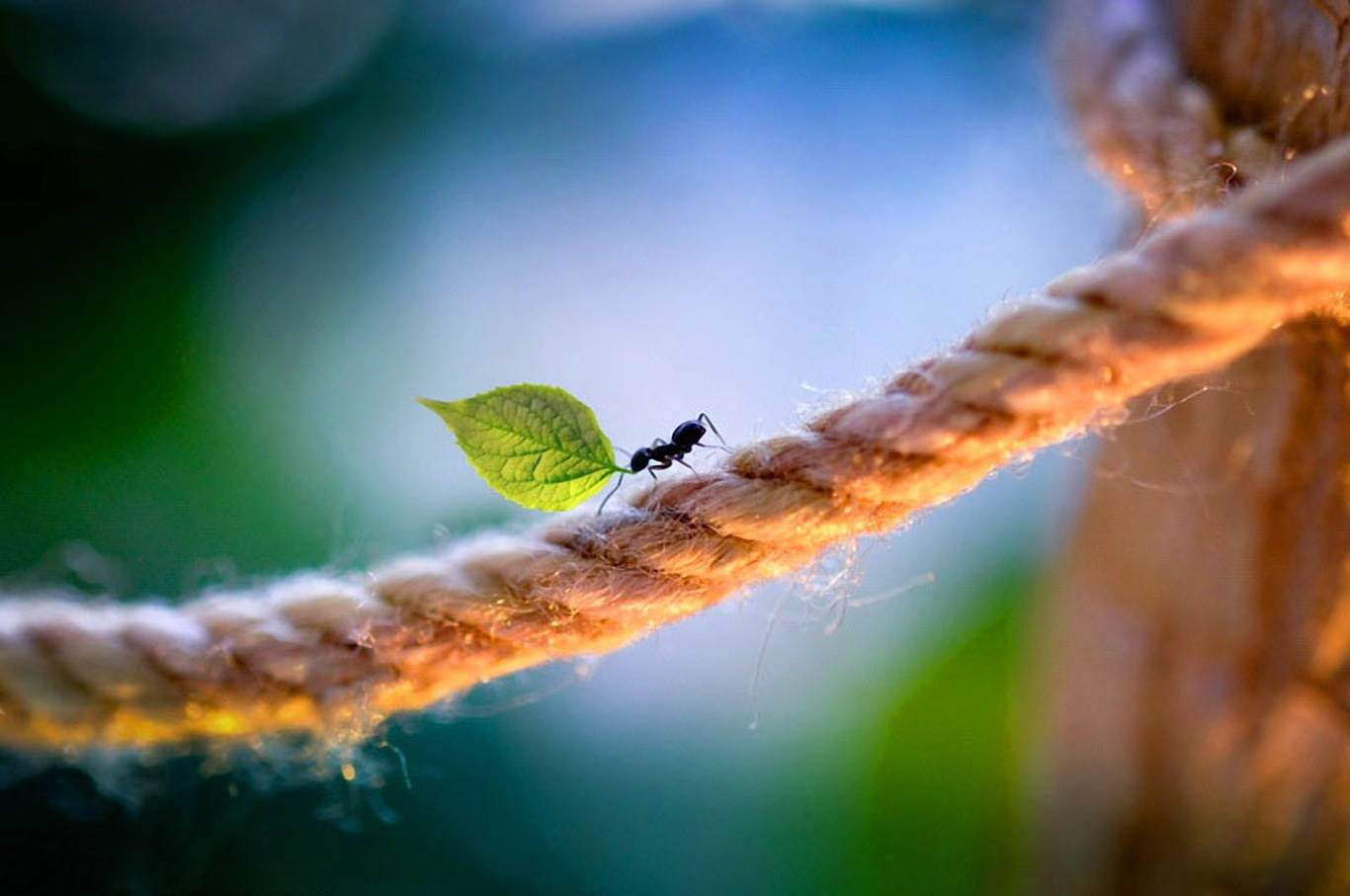 ant, vibrant green leaf, sunlit rope, HD Desktop Wallpaper