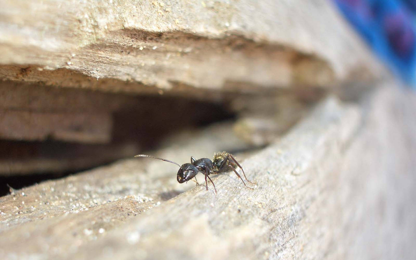 ant, wood, black, HD Desktop Wallpaper