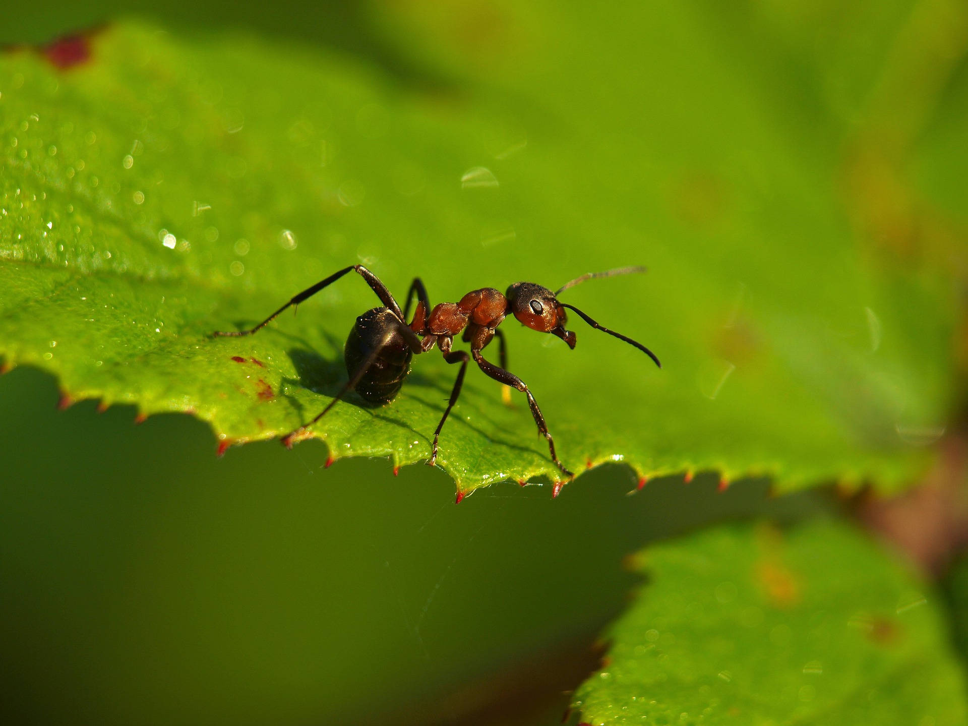 ant, leaf, black, Full HD Desktop Wallpaper