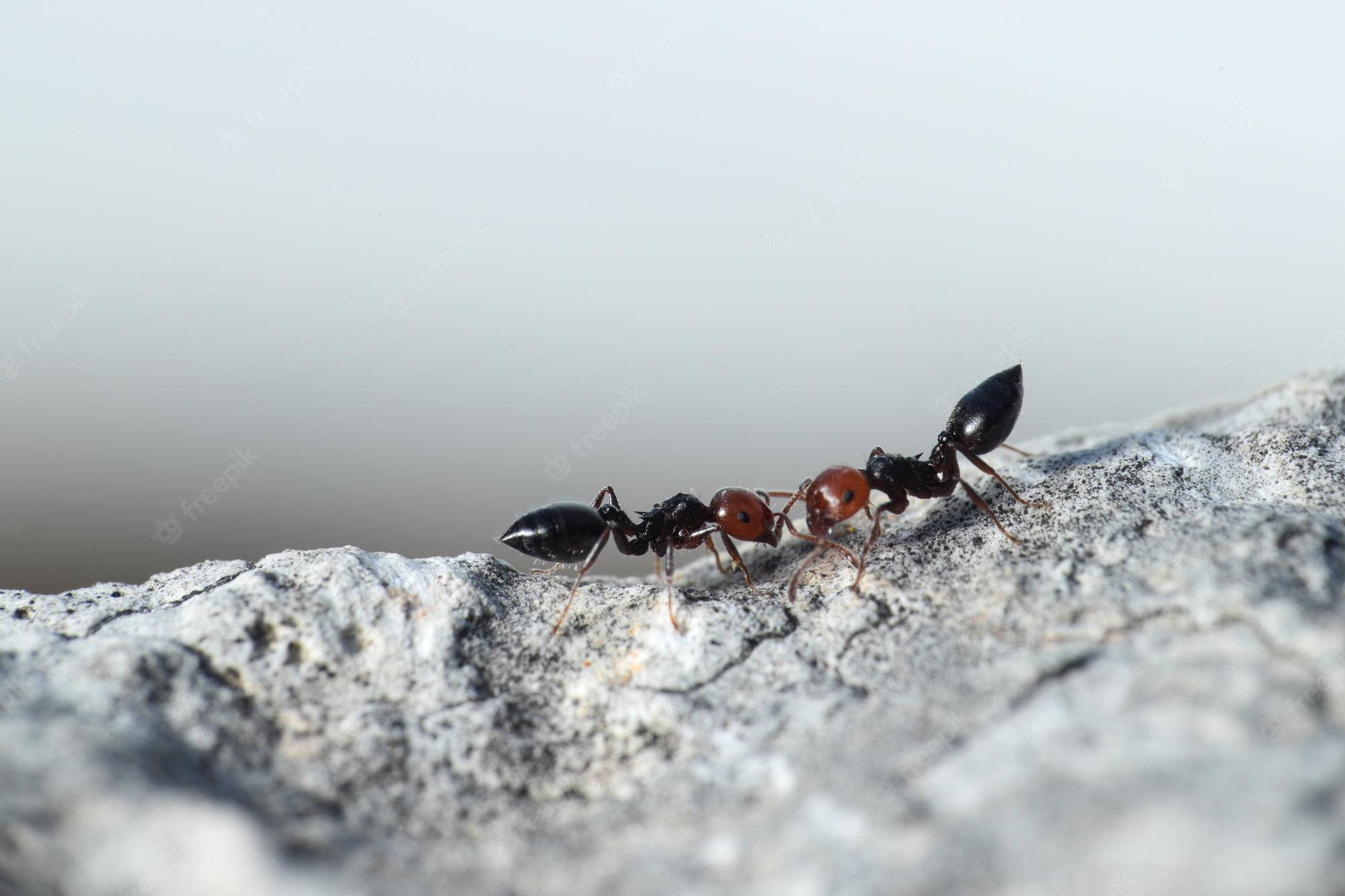Ant, black ants, red thoraxes, Full HD Desktop Wallpaper