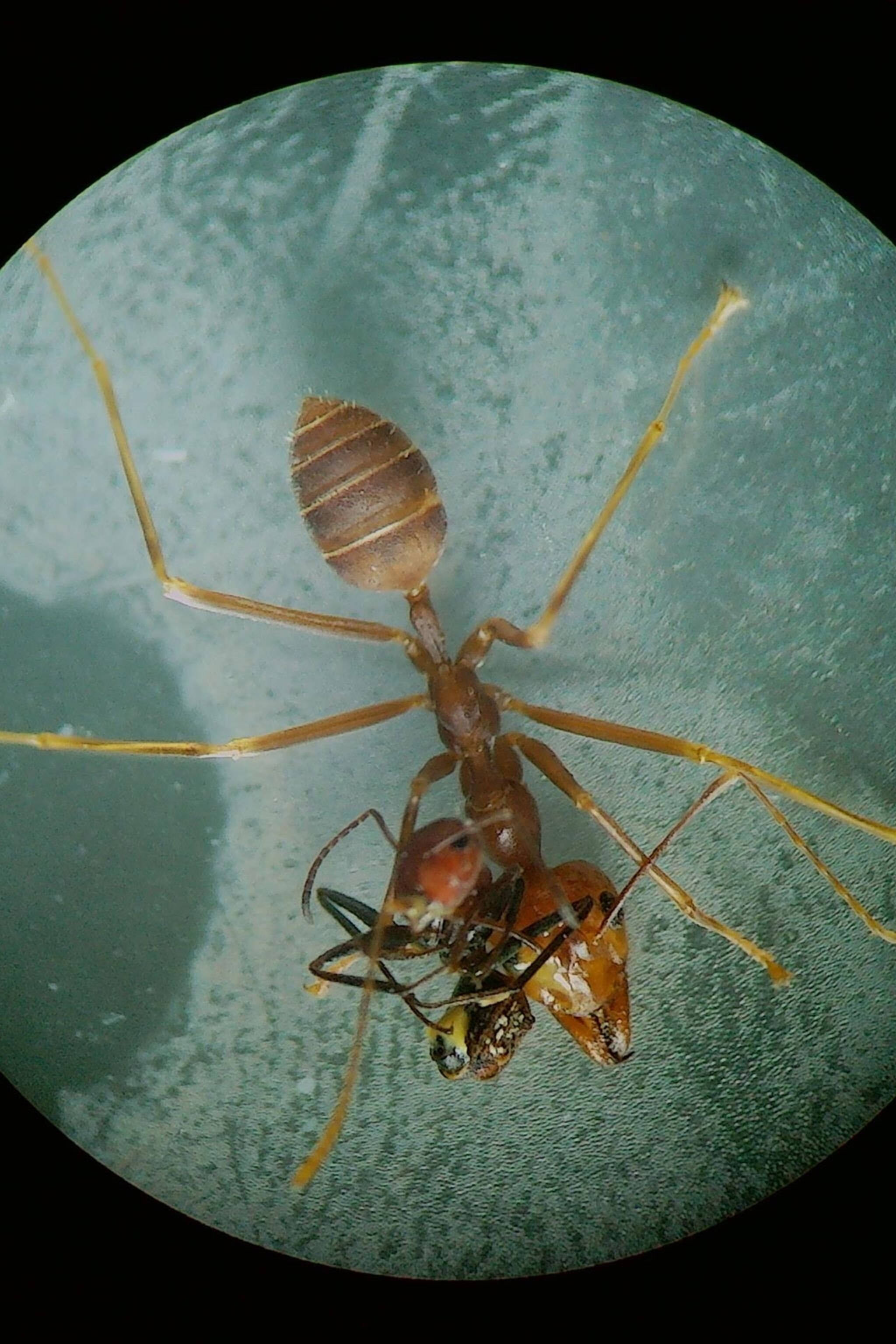 microscopic ant, reddish-brown ant, smaller ant, 2K Phone Wallpaper