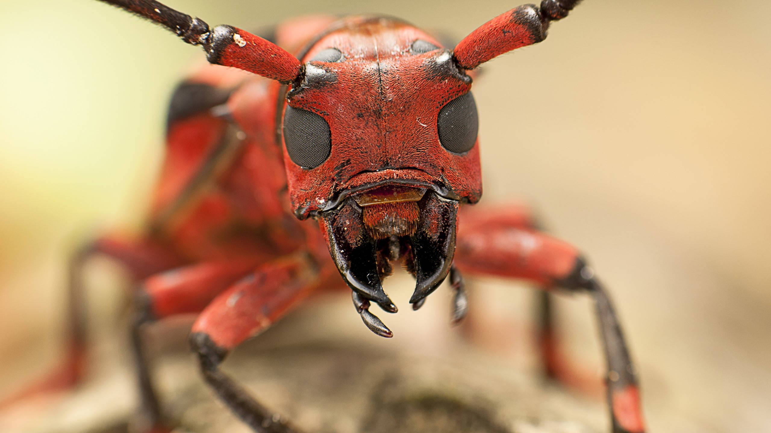 Face Ant, red beetle, large black eyes, 2K Desktop Wallpaper