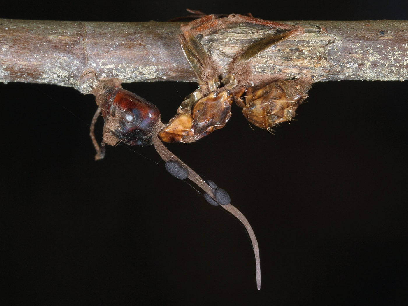ant, exoskeleton, textured branch, HD Desktop Wallpaper