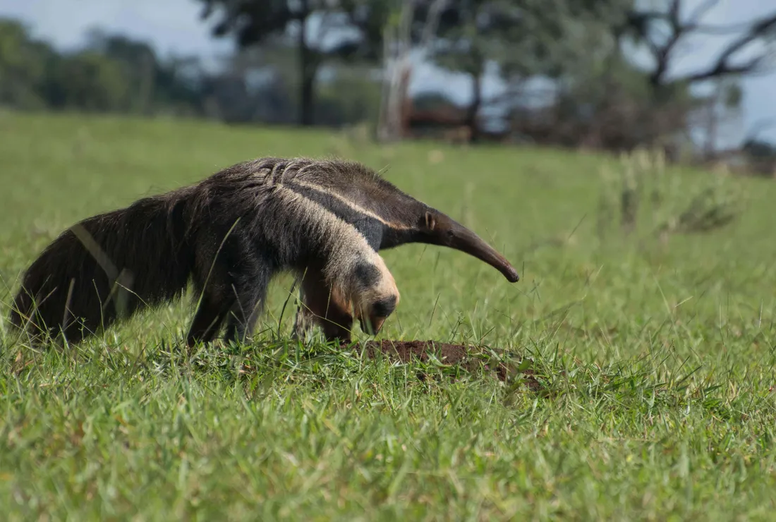 Anteater
