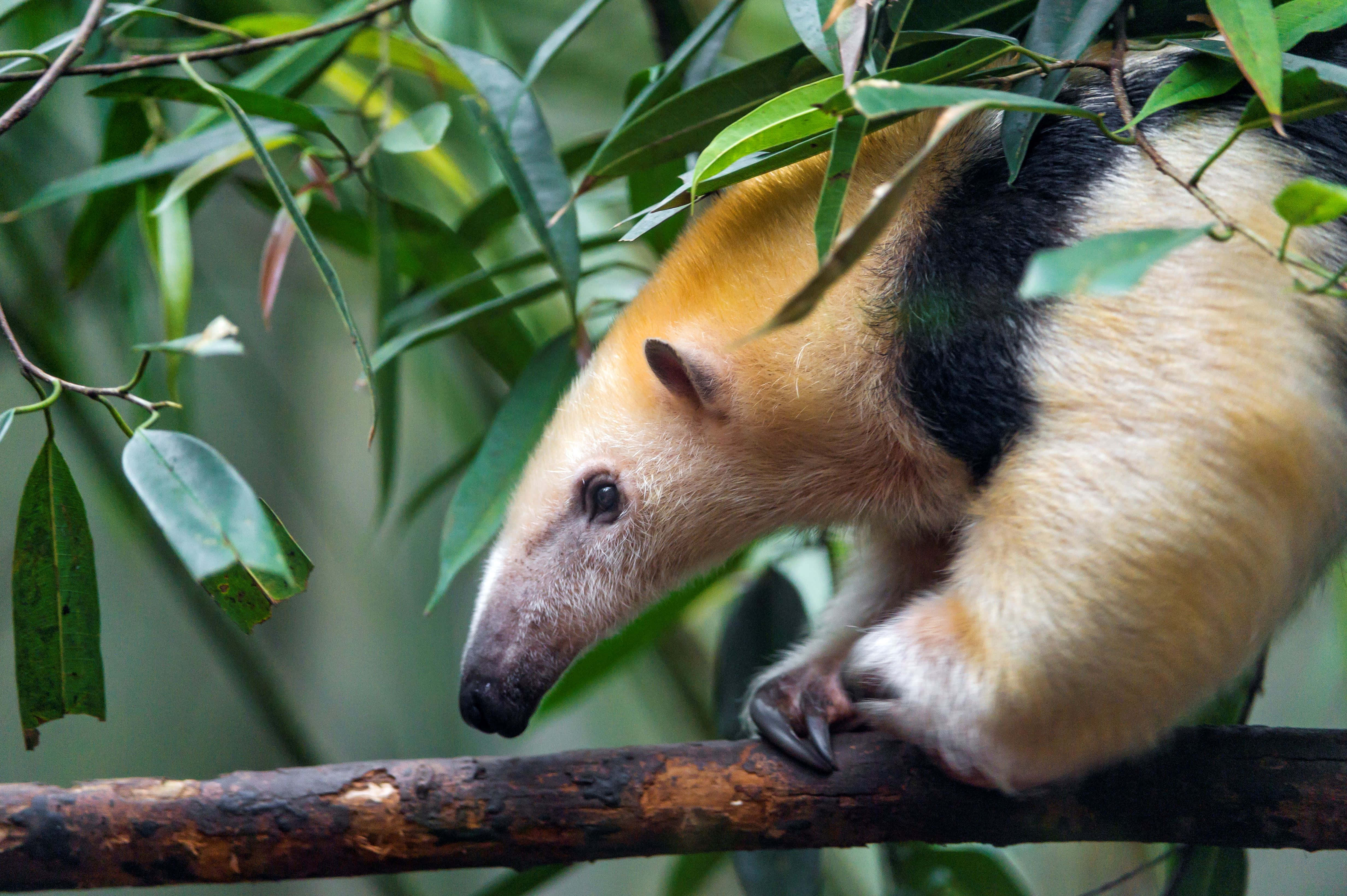 silky anteater, golden fur, black stripes, 4K Desktop Wallpaper
