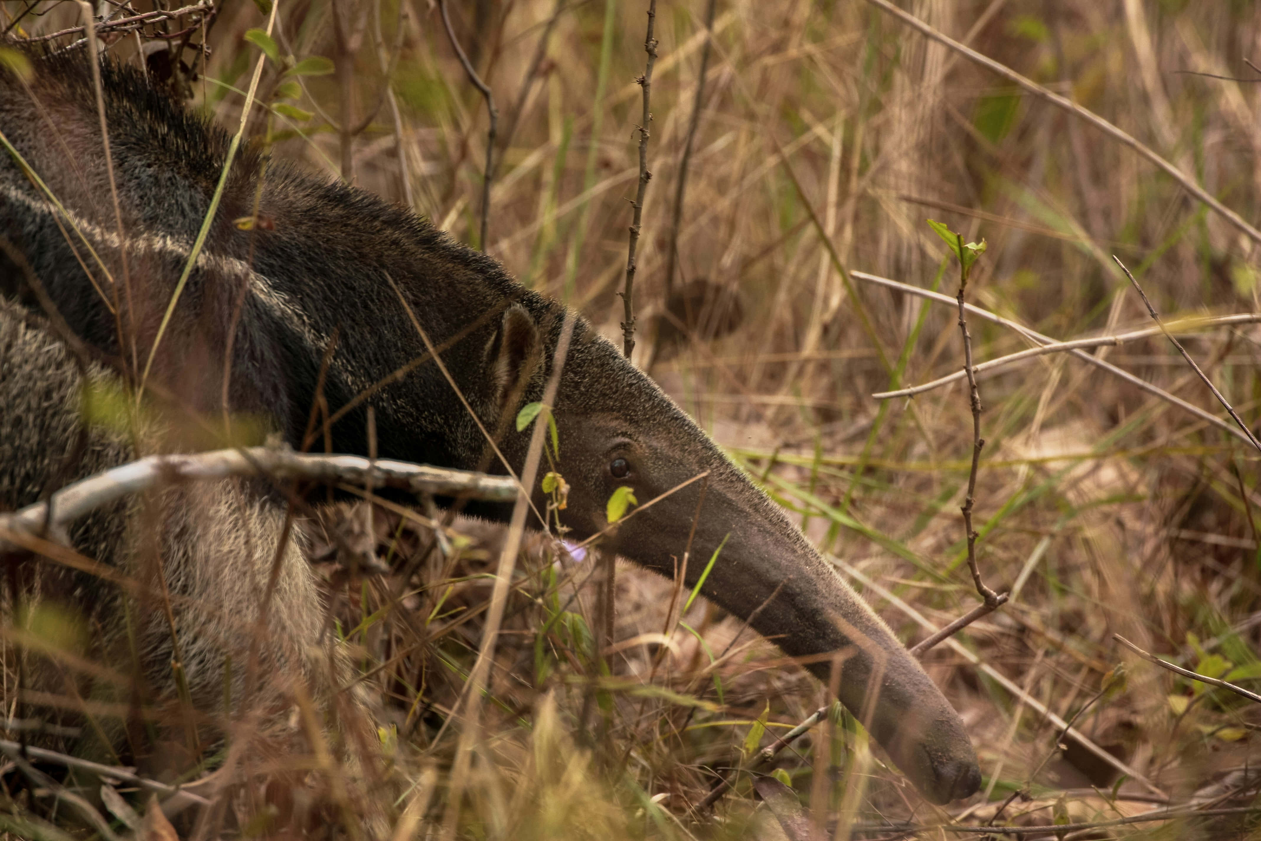 giant anteater, long snout, dry grass, 4K Desktop Wallpaper