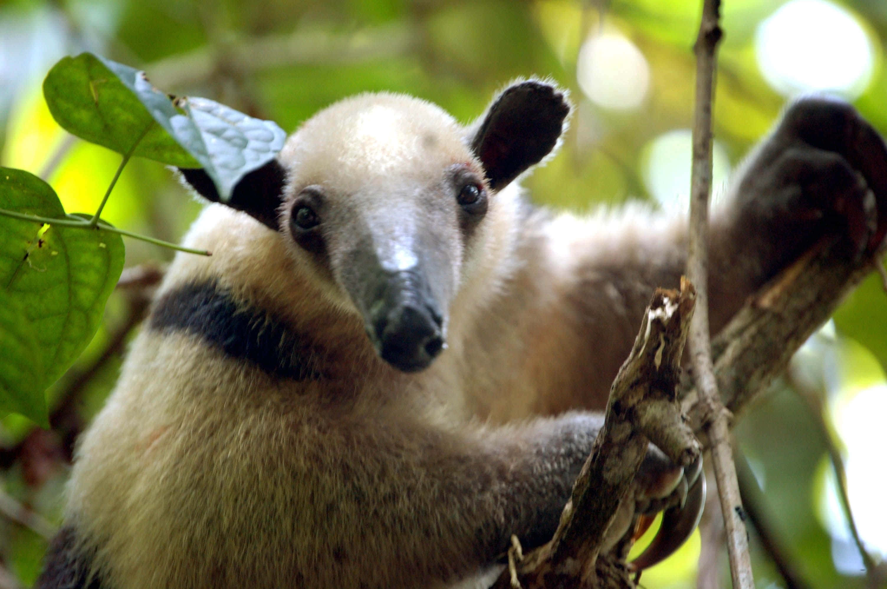 giant anteater, lush green forest, soft bokeh background, 2K Desktop Wallpaper