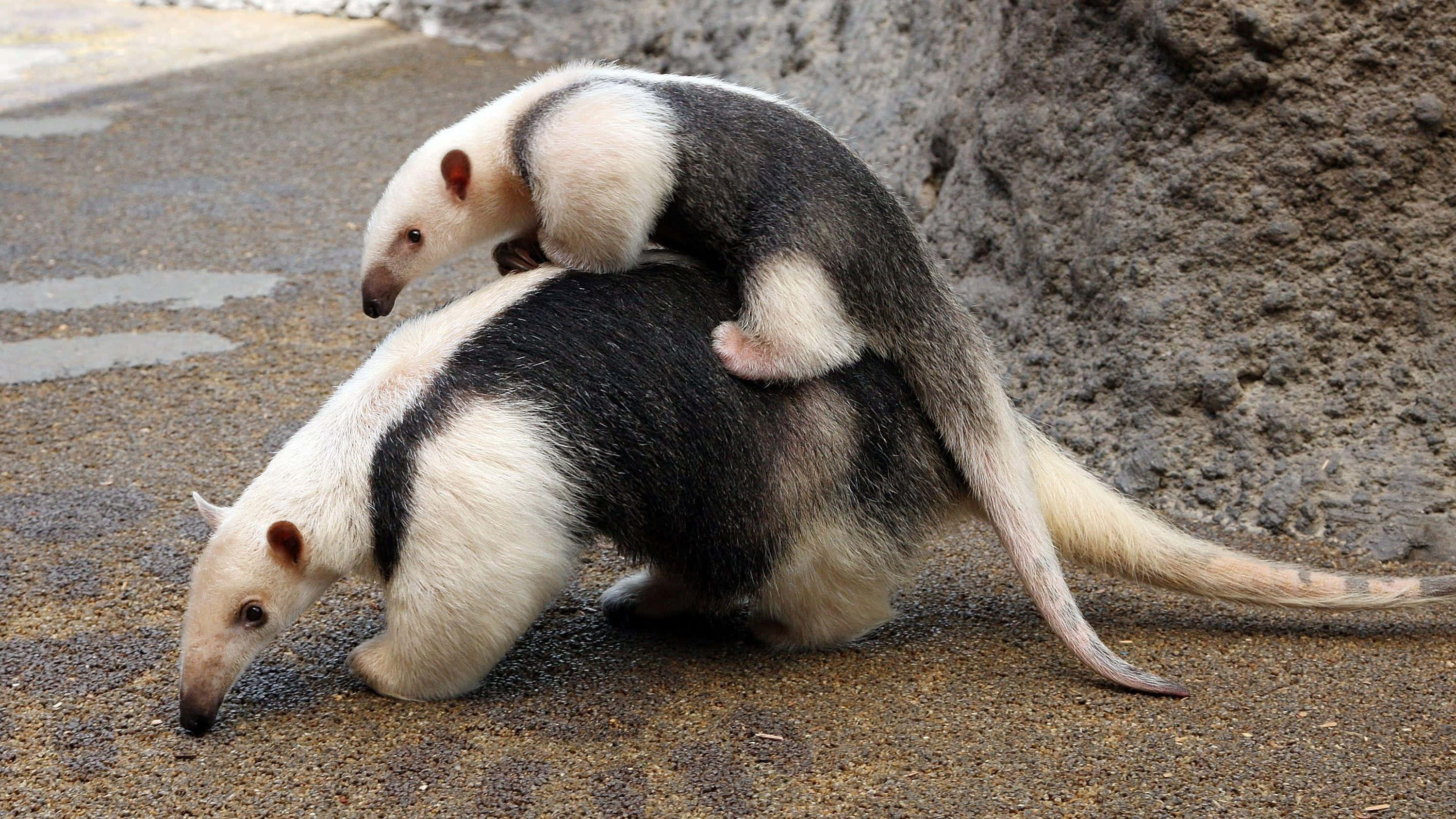 Anteater, mother carrying baby, gravel ground, 2K Desktop Wallpaper