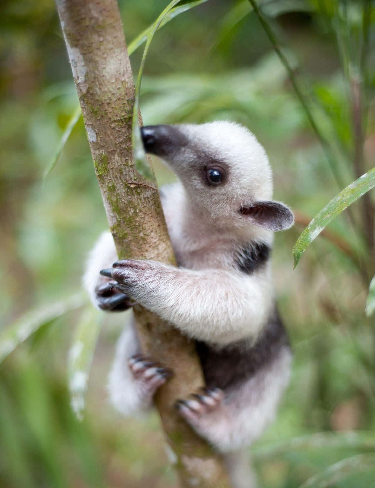 baby anteater, tree trunk, lush green forest, HD Phone Wallpaper