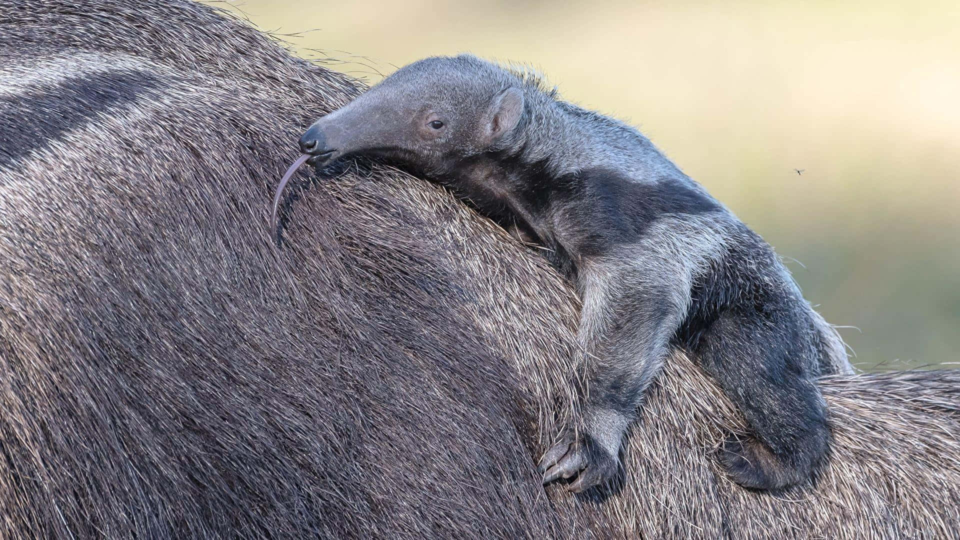 baby anteater, adult anteater, long tongue, Full HD Desktop Wallpaper