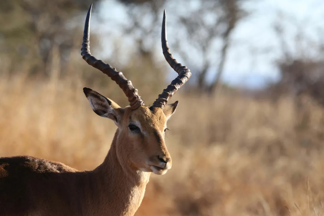 Antelope