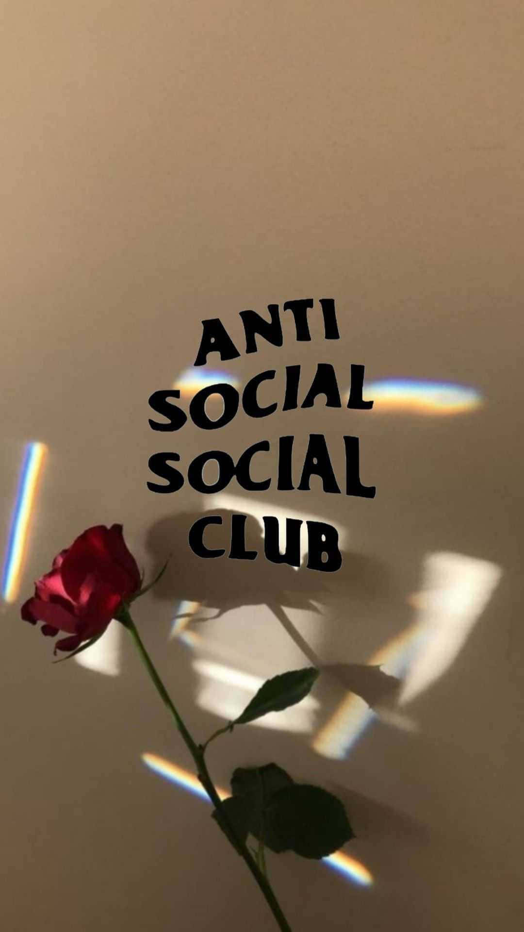 Anti Social Club iPhone, red rose, beige wall, Full HD Phone Wallpaper