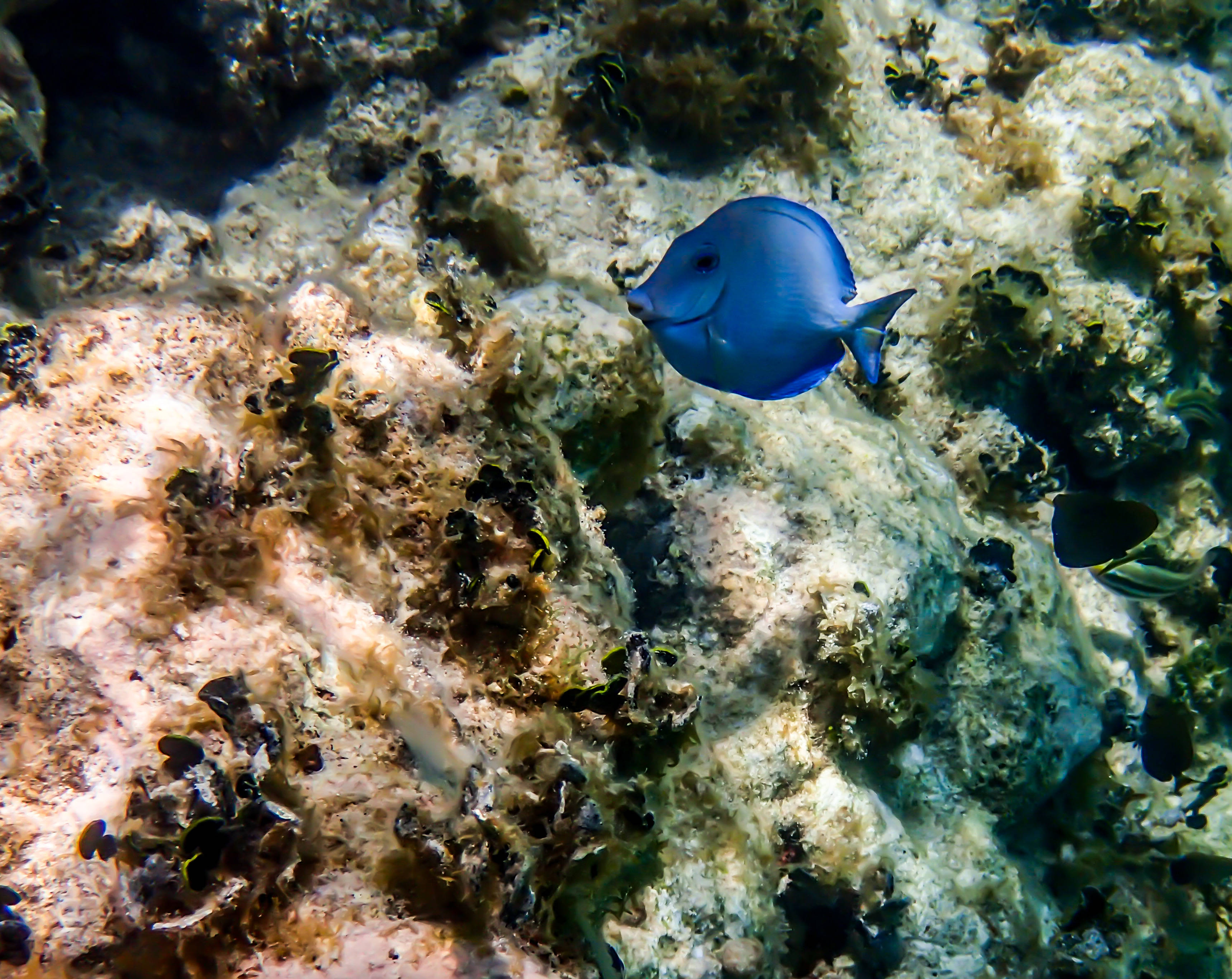 blue surgeonfish, Antigua and Barbuda, textured coral reef, 2K Desktop Wallpaper