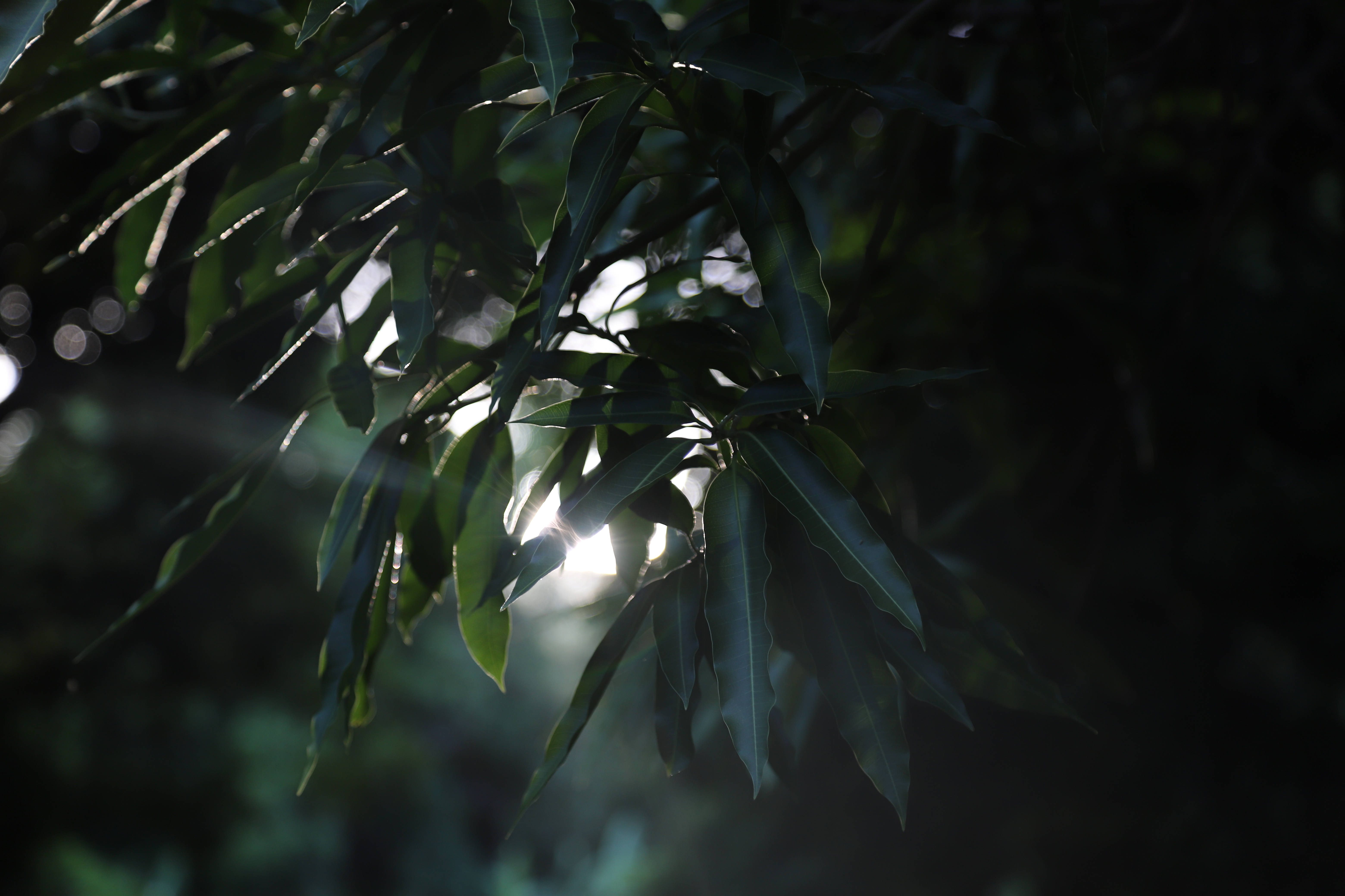 Green Leaves, Antigua And Barbuda, Sunlight, 5K Desktop Wallpaper