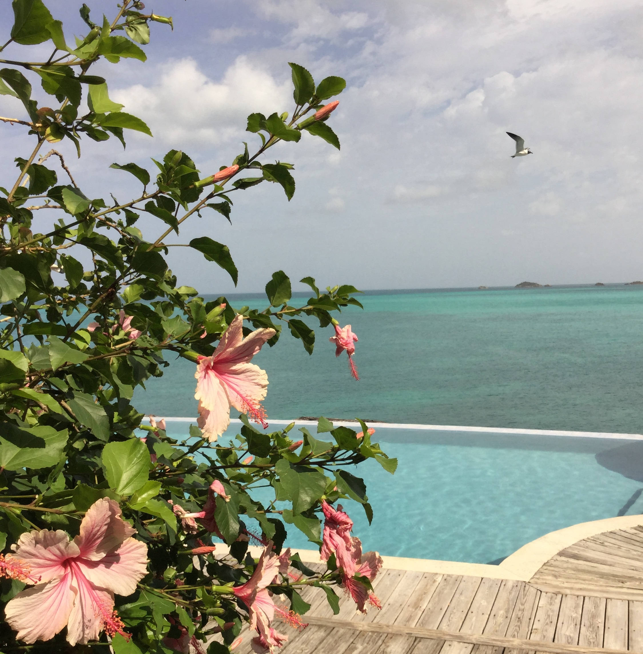 Pink hibiscus, wooden deck, turquoise infinity pool, Full HD Phone Wallpaper