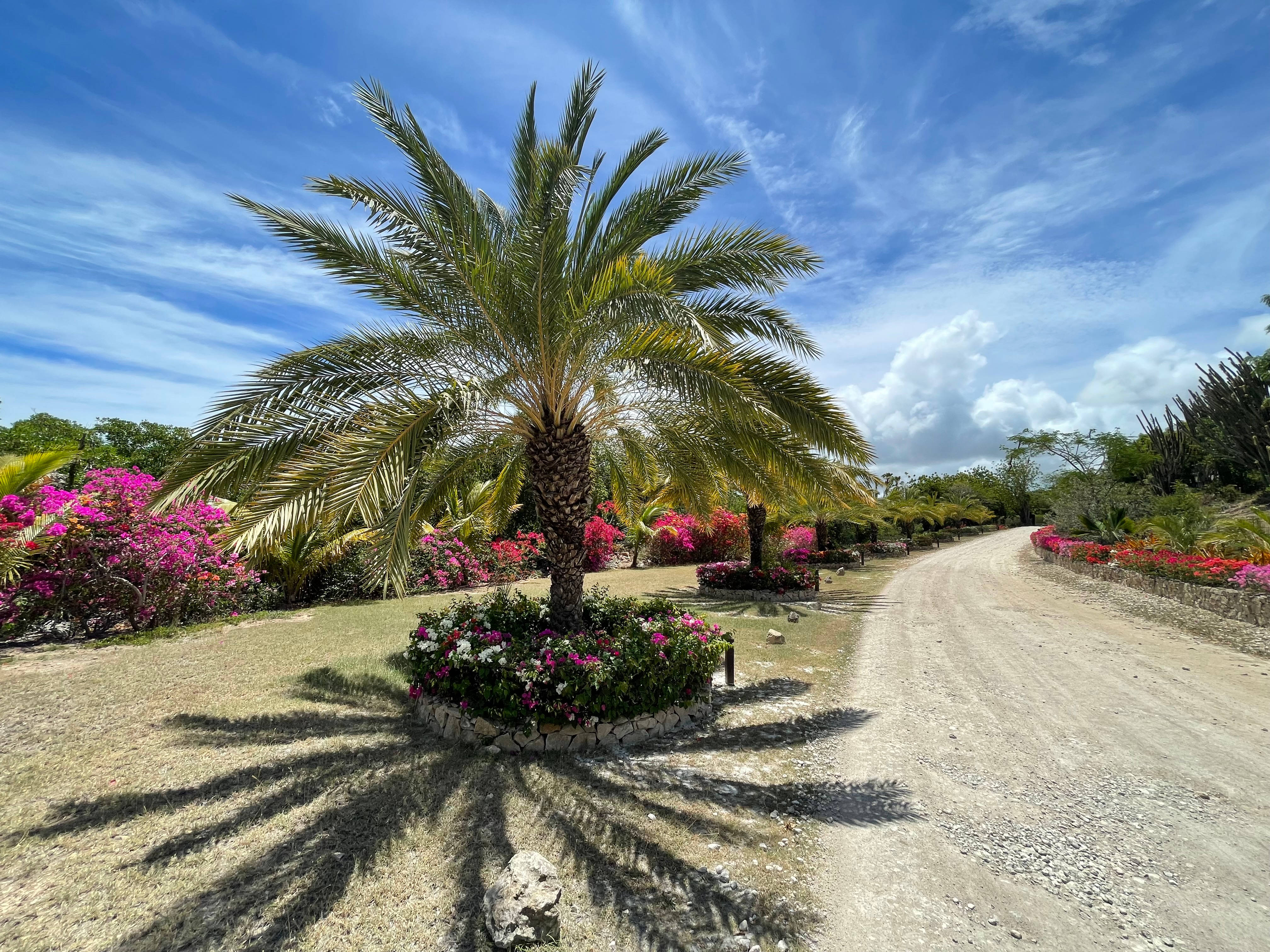 coconut tree, Antigua And Barbuda, dirt road, 4K Desktop Wallpaper