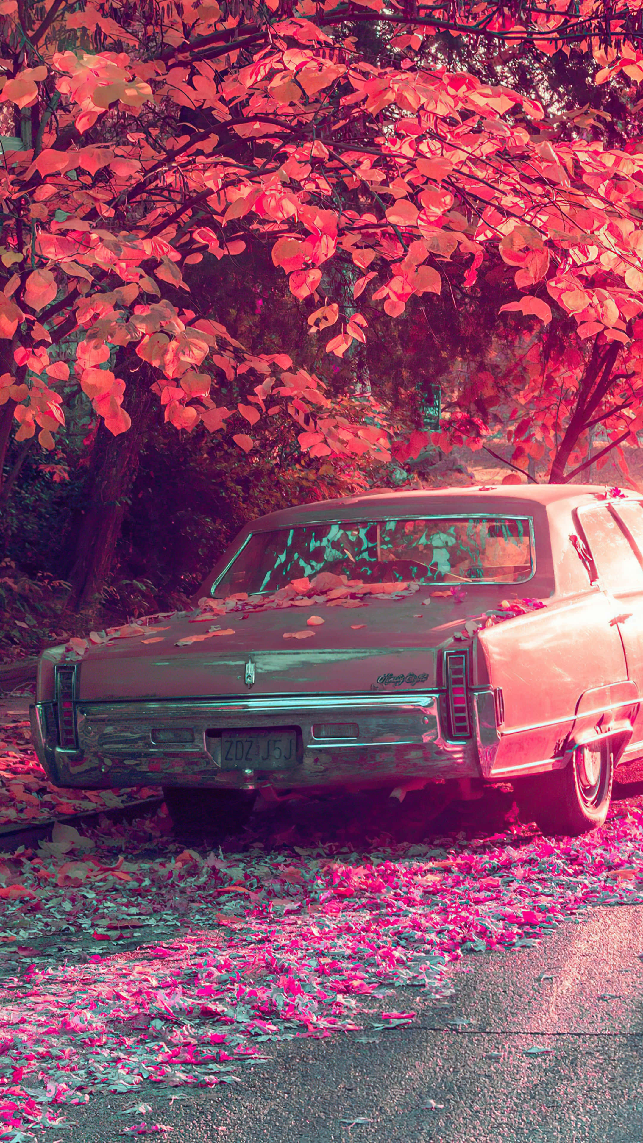 autumn leaves, vintage car, tree, 4K Phone Wallpaper