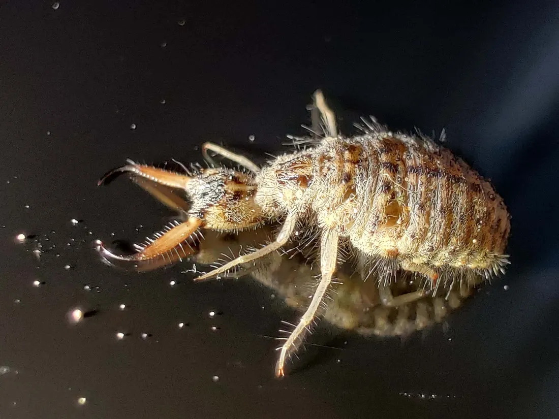Antlion