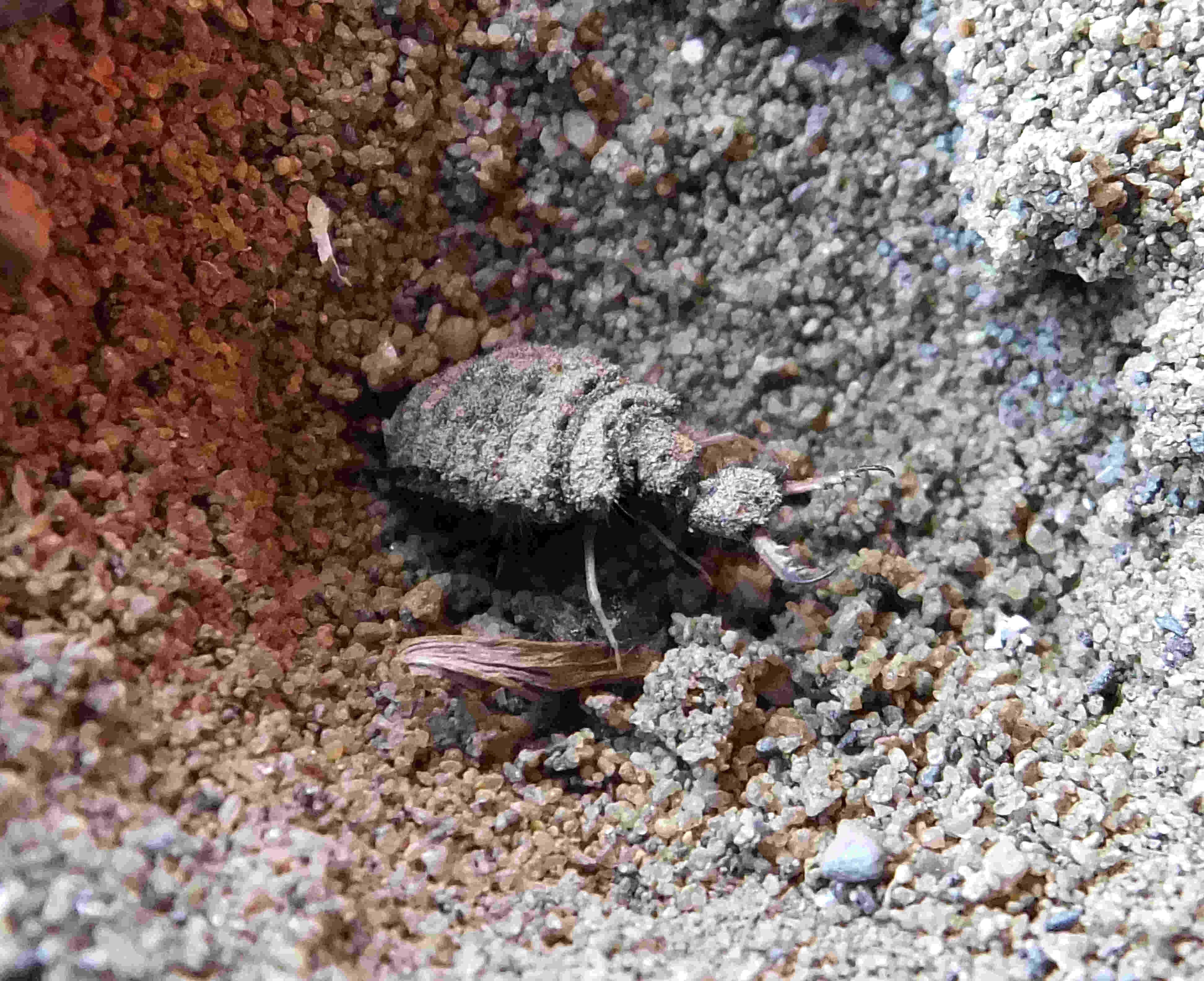 Antlion, fuzzy gray beetle, pincers, 4K Desktop Wallpaper