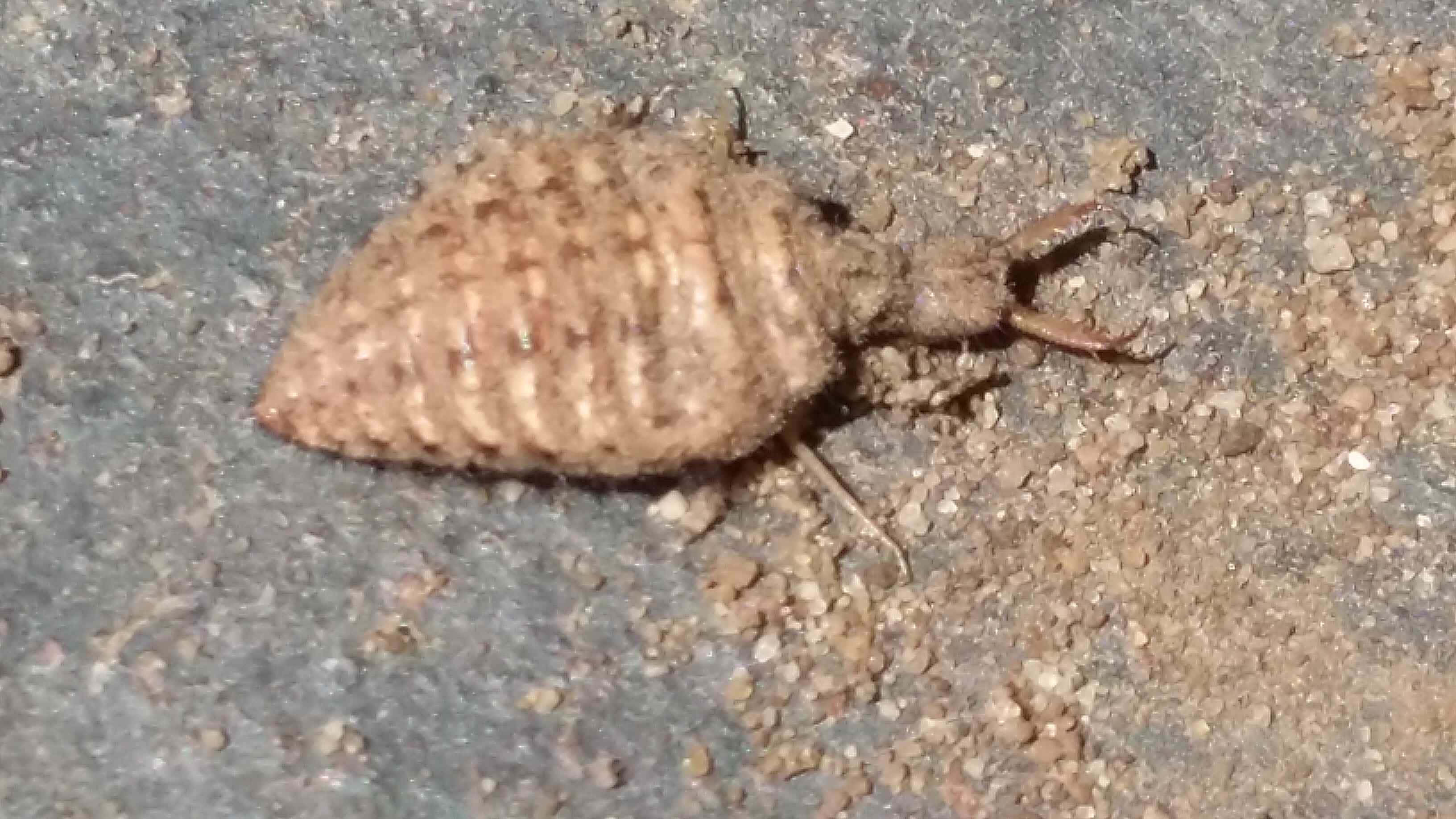 Antlion, larva, pincers, 2K Desktop Wallpaper
