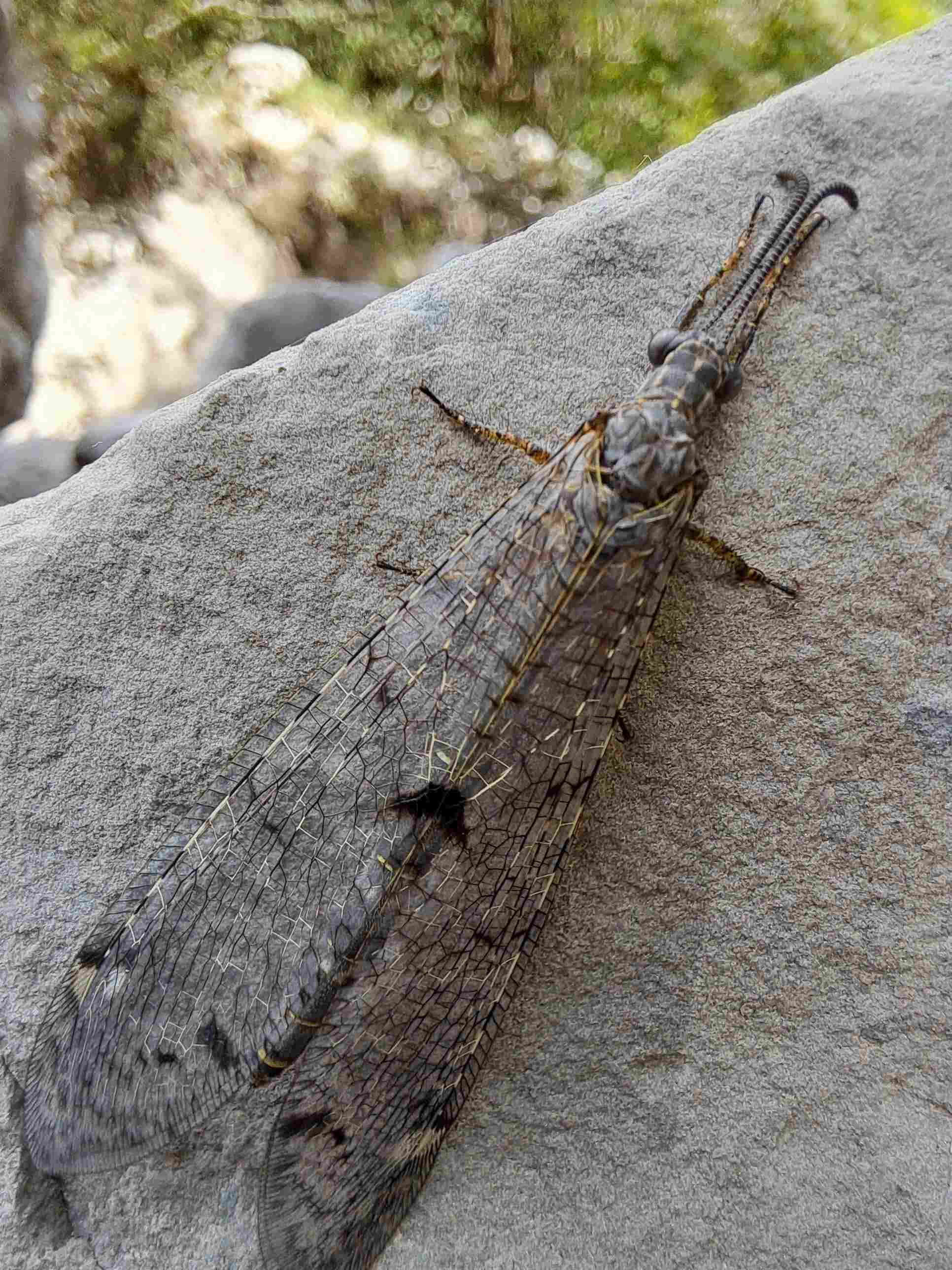 Antlion, brown, gray, 2K Phone Wallpaper