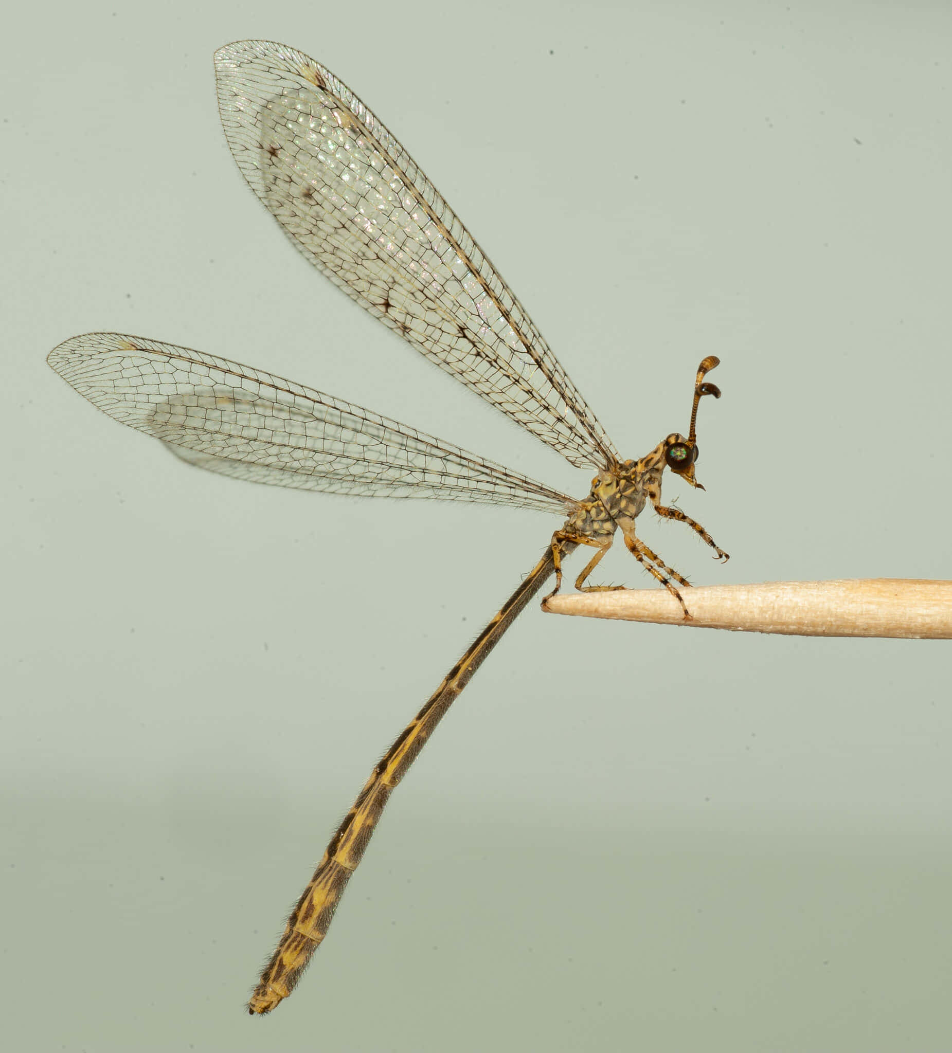 Antlion, twig, brown, Full HD Phone Wallpaper