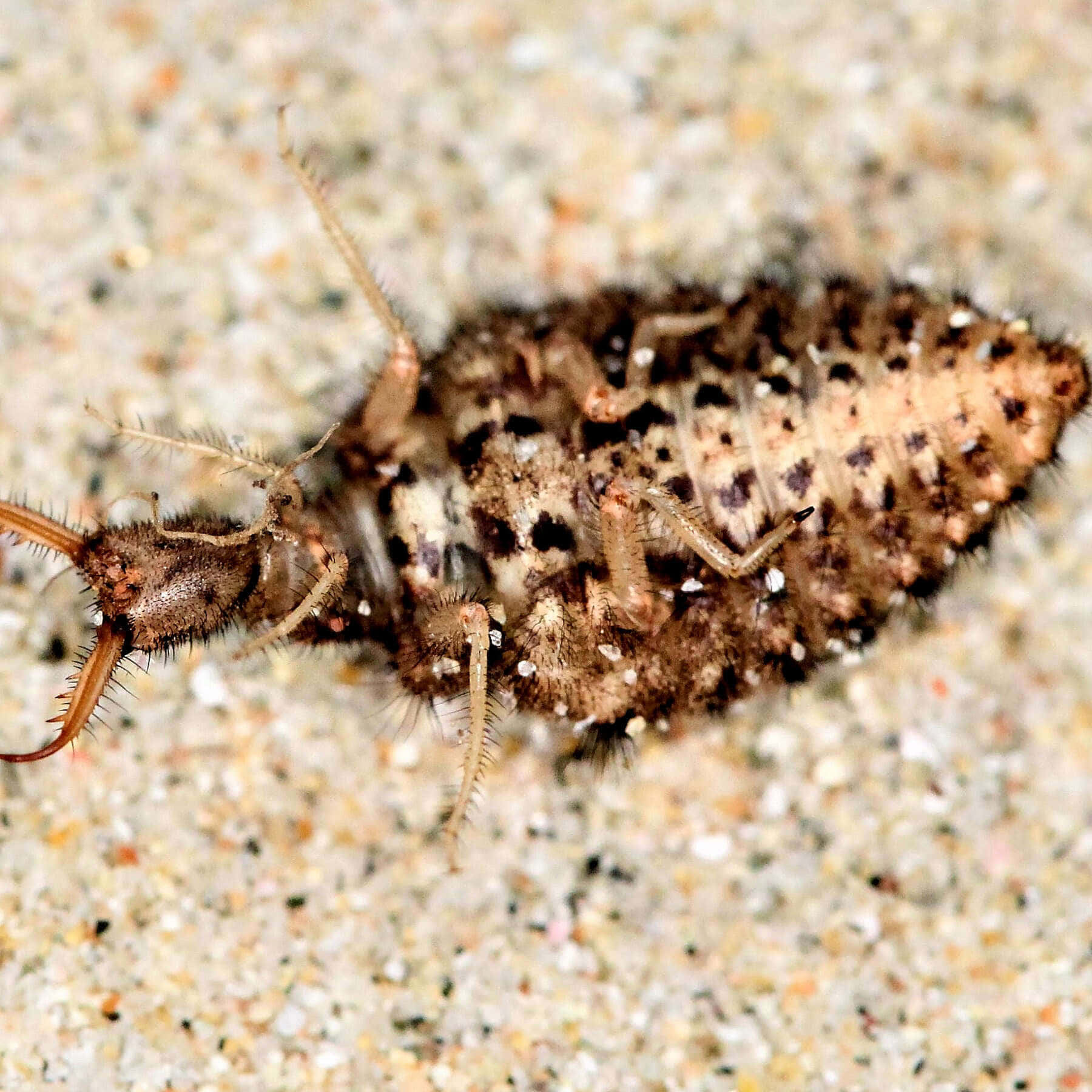 Antlion, hairy brown larval, textured sand, HD Desktop Wallpaper