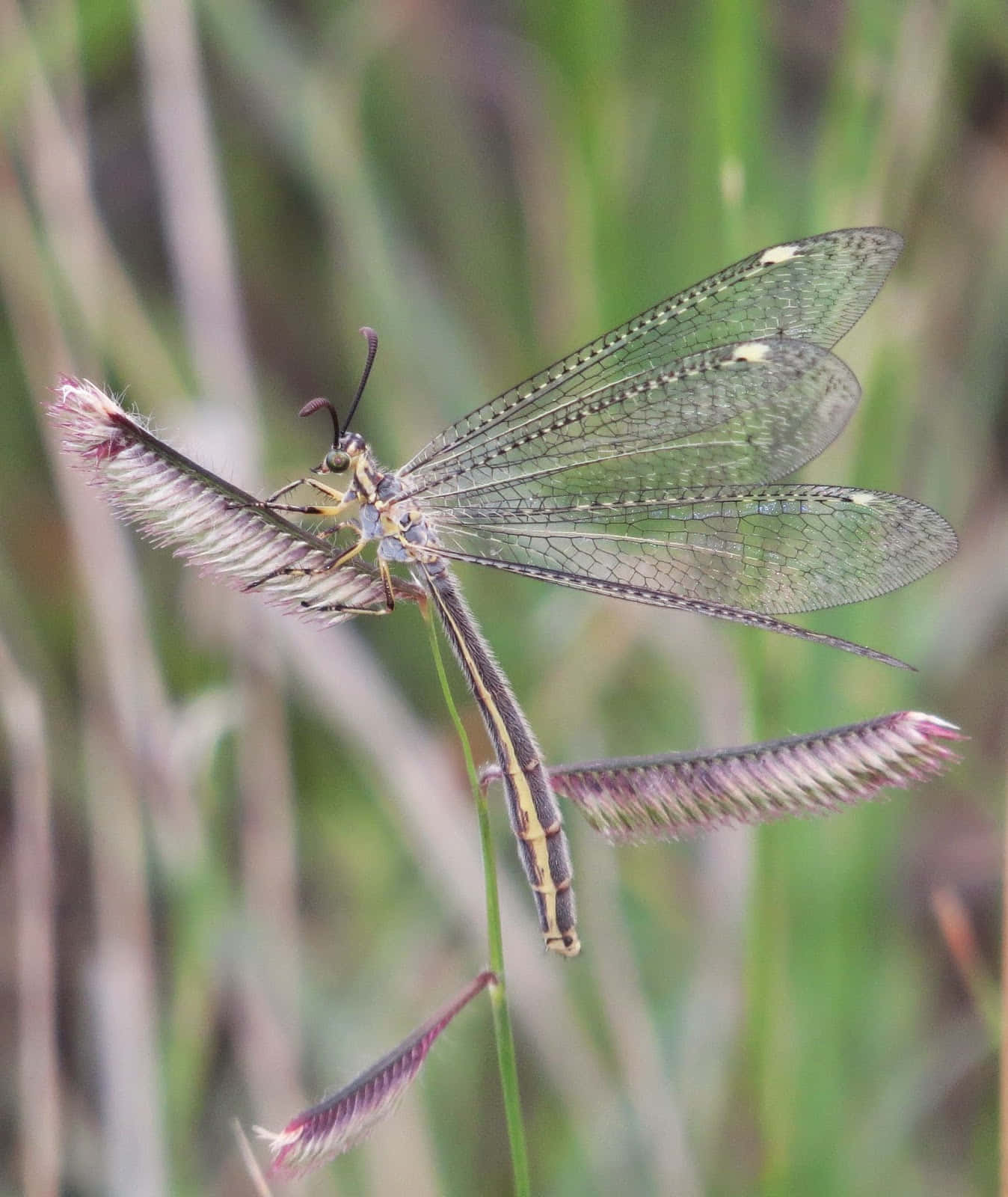 Antlion, lacewing insect, veined wings, HD Phone Wallpaper