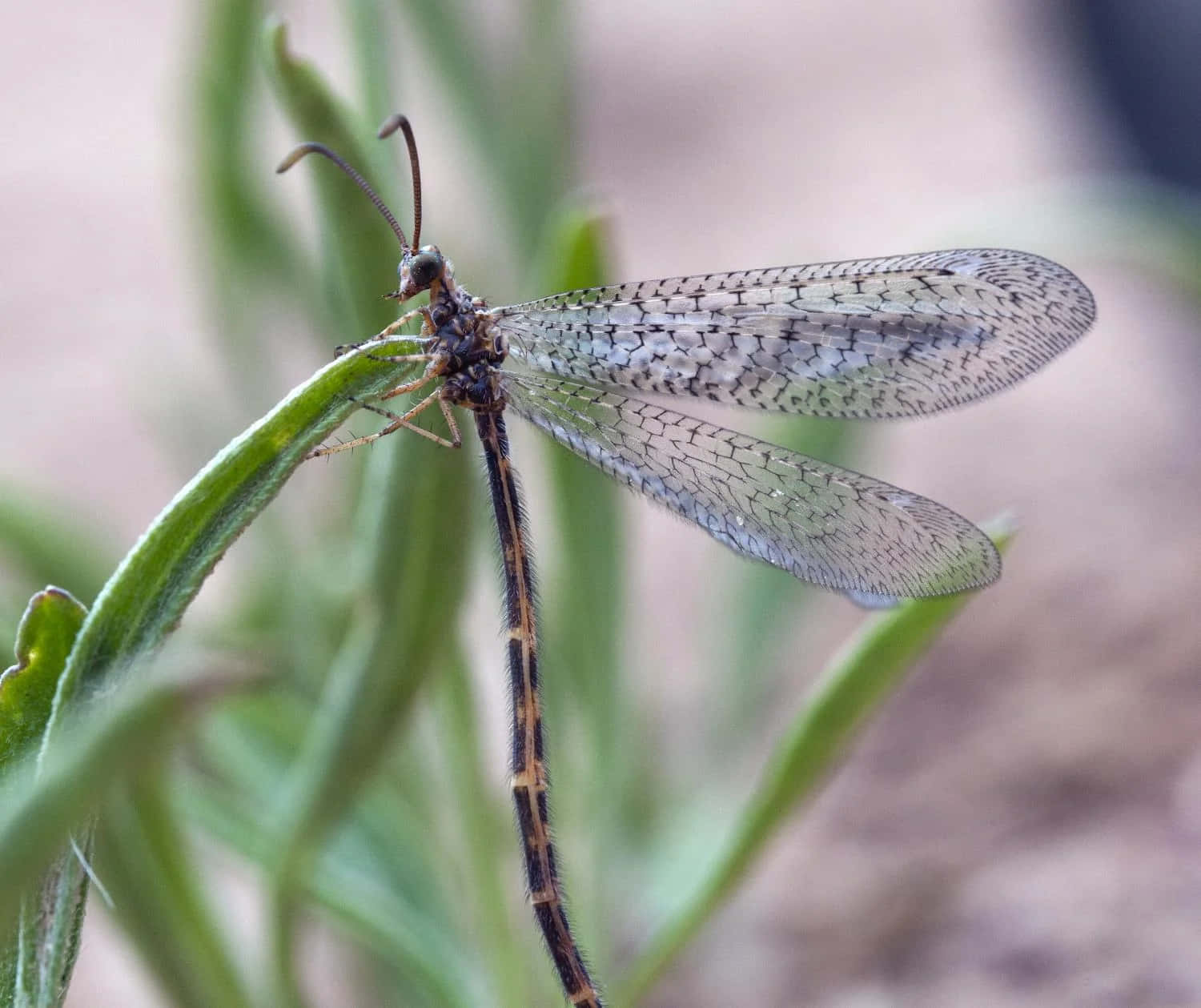 antlion, brown, black, HD Desktop Wallpaper