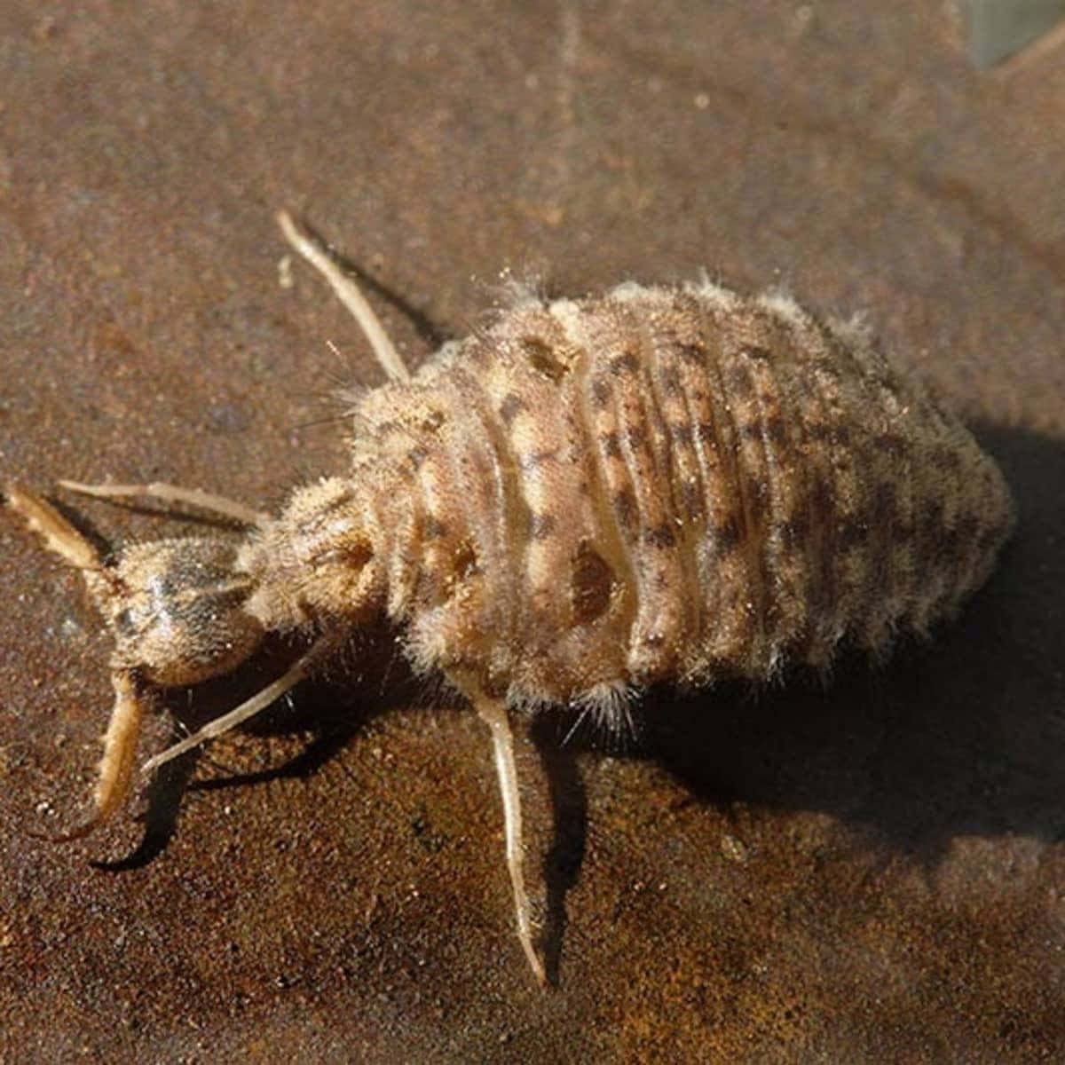Antlion, larva, fuzzy brown, SD Desktop Wallpaper