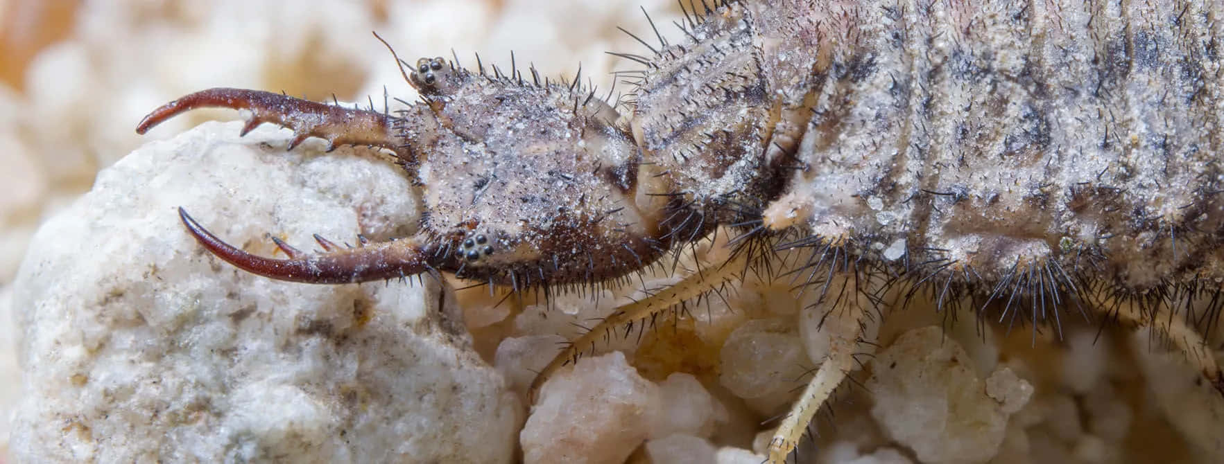 Antlion, brownish-gray, spiky claws, HD Desktop Wallpaper