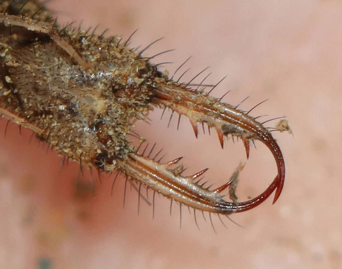 Antlion, mandibles, brown, SD Desktop Wallpaper
