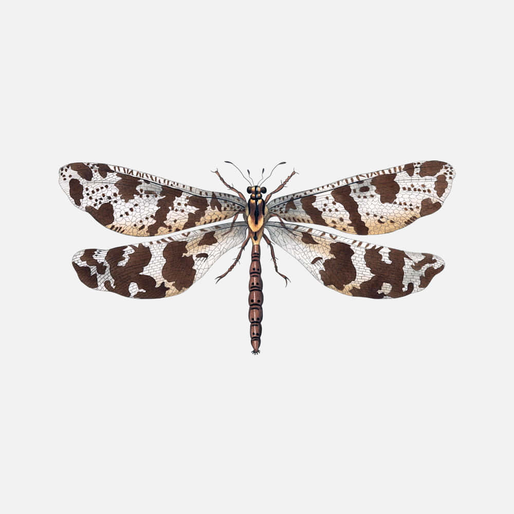 Antlion, brown and cream patterned, four veined wings, SD Desktop Wallpaper
