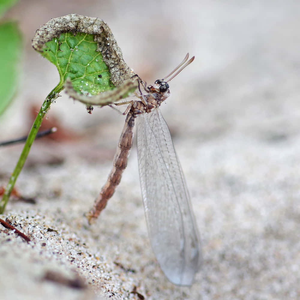 Antlion, adult emerging, brown lacewing insect, SD Desktop Wallpaper
